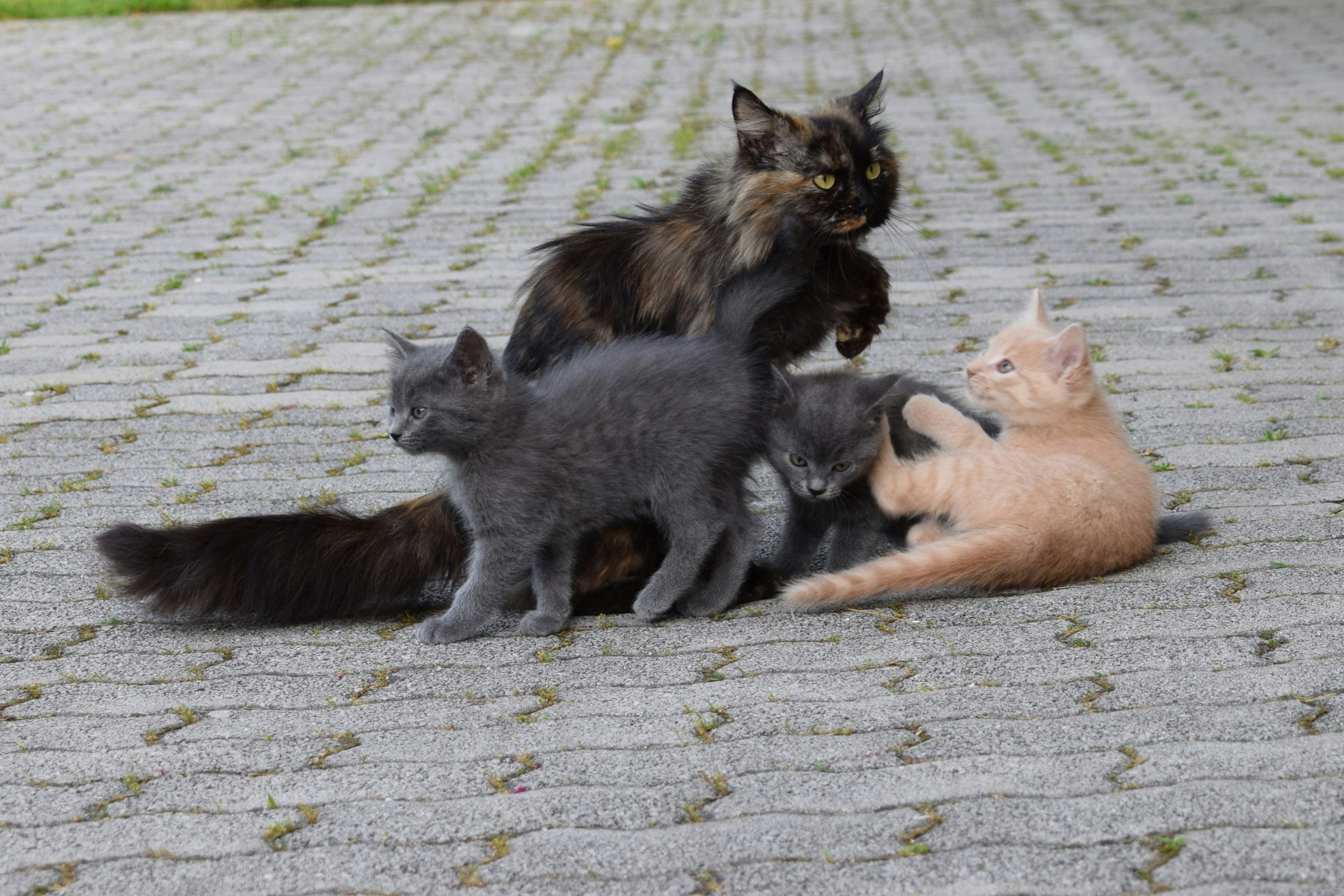 Social Hierarchies Hidden in Plain Sight (image credits: unsplash)