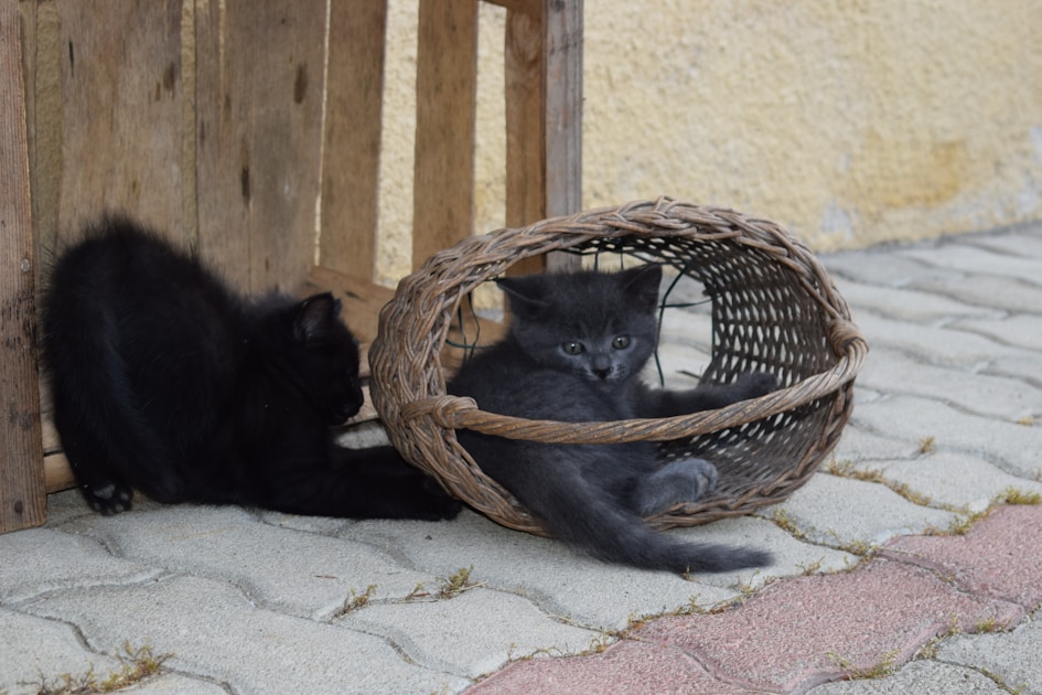 Balkon katzensicher machen ohne bohren — step-by-step visual example