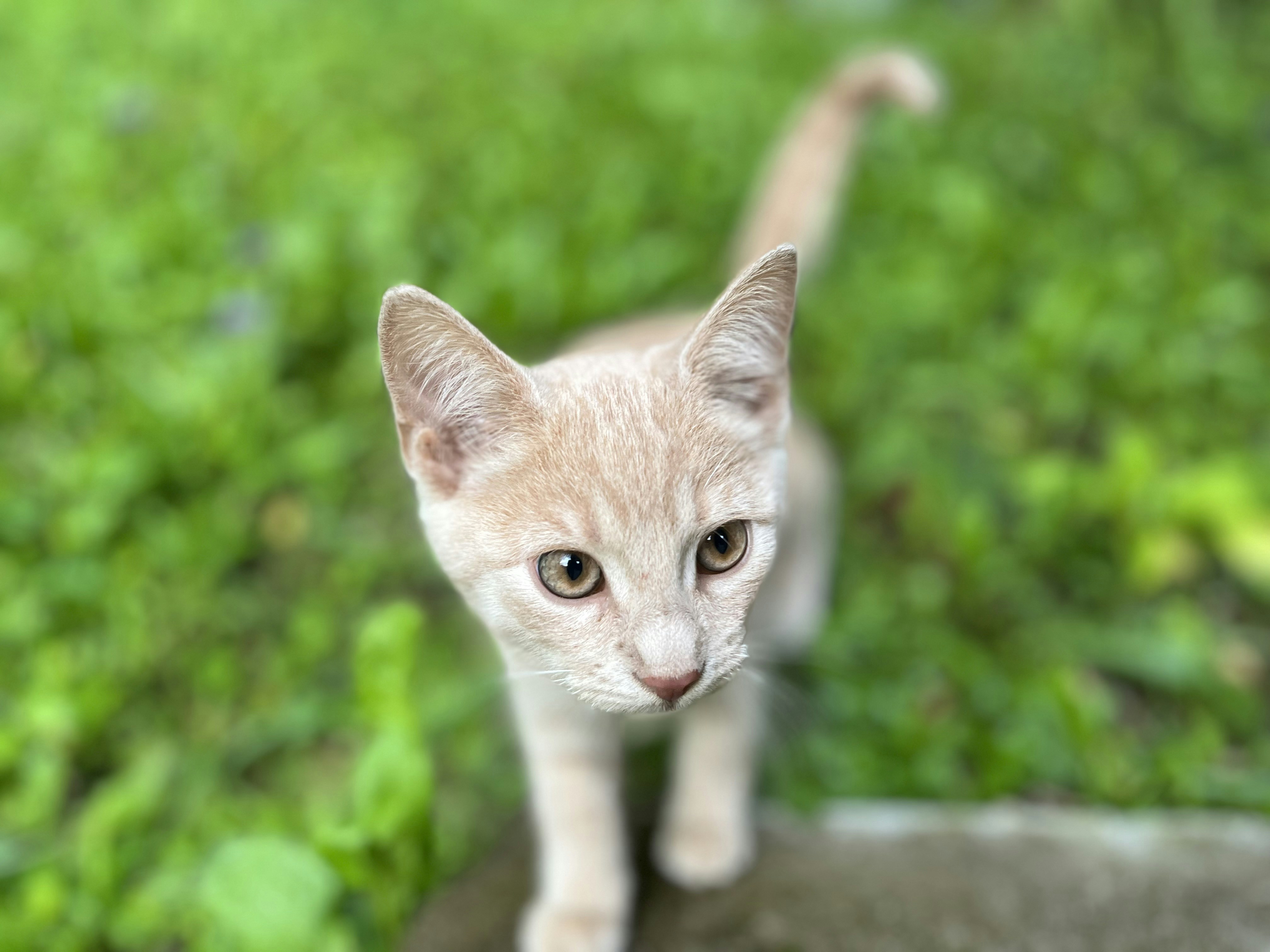 A small kitten standing on top of a rock