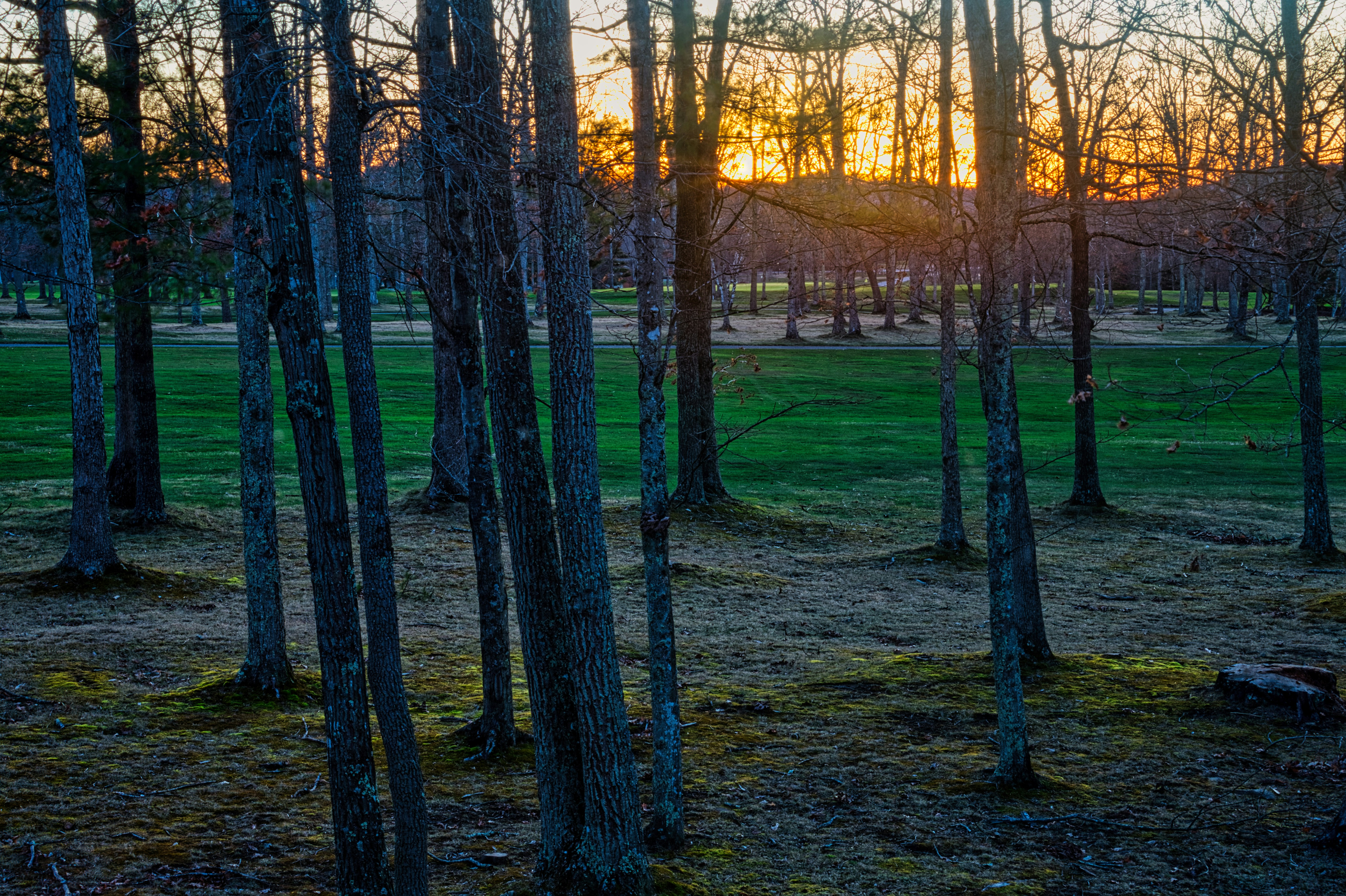 The sun is setting in the distance behind the trees