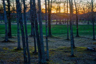 The sun is setting in the distance behind the trees