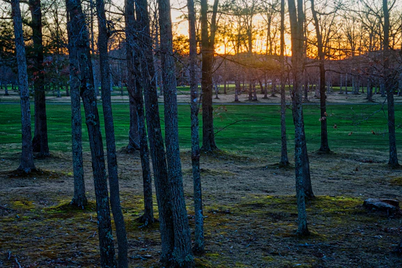 The sun is setting in the distance behind the trees