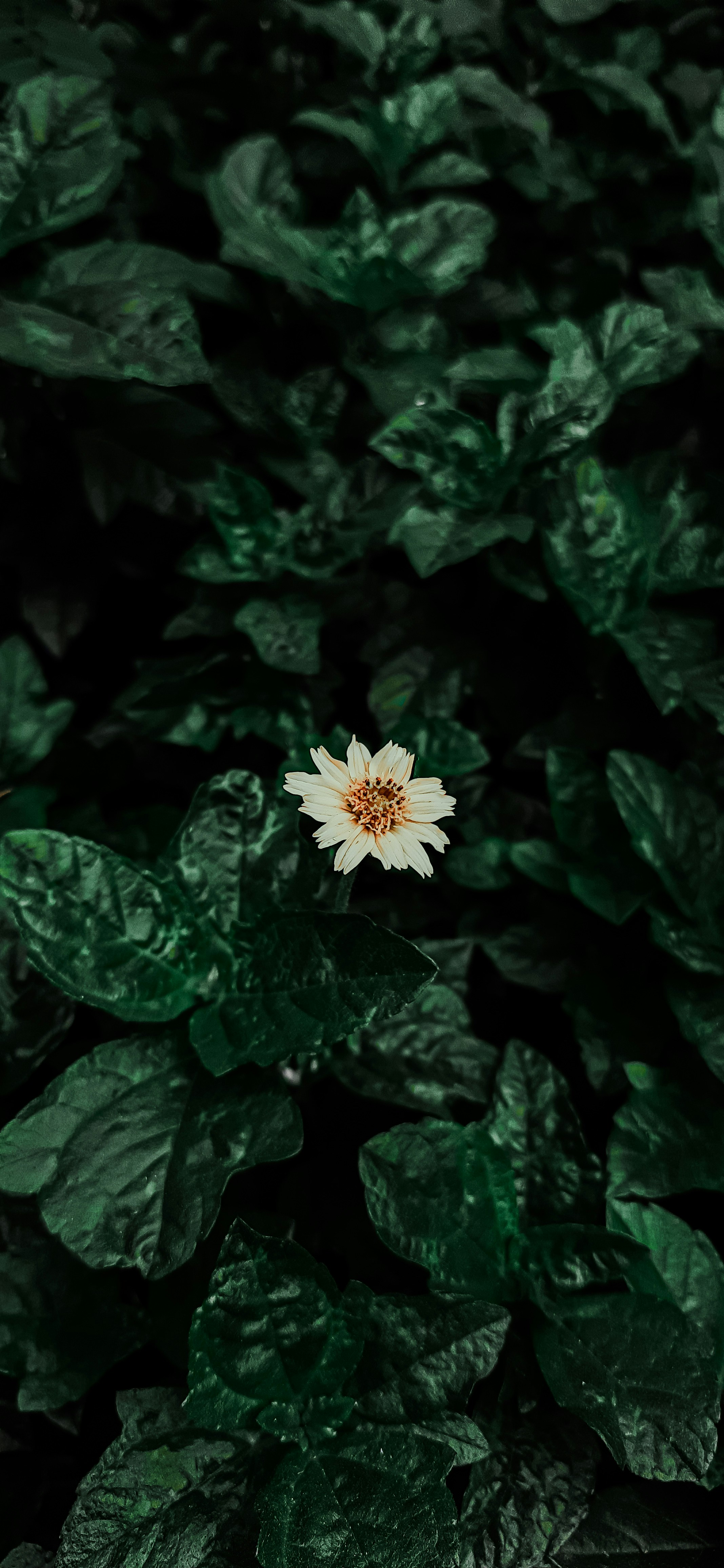 A white flower sitting on top of a lush green plant