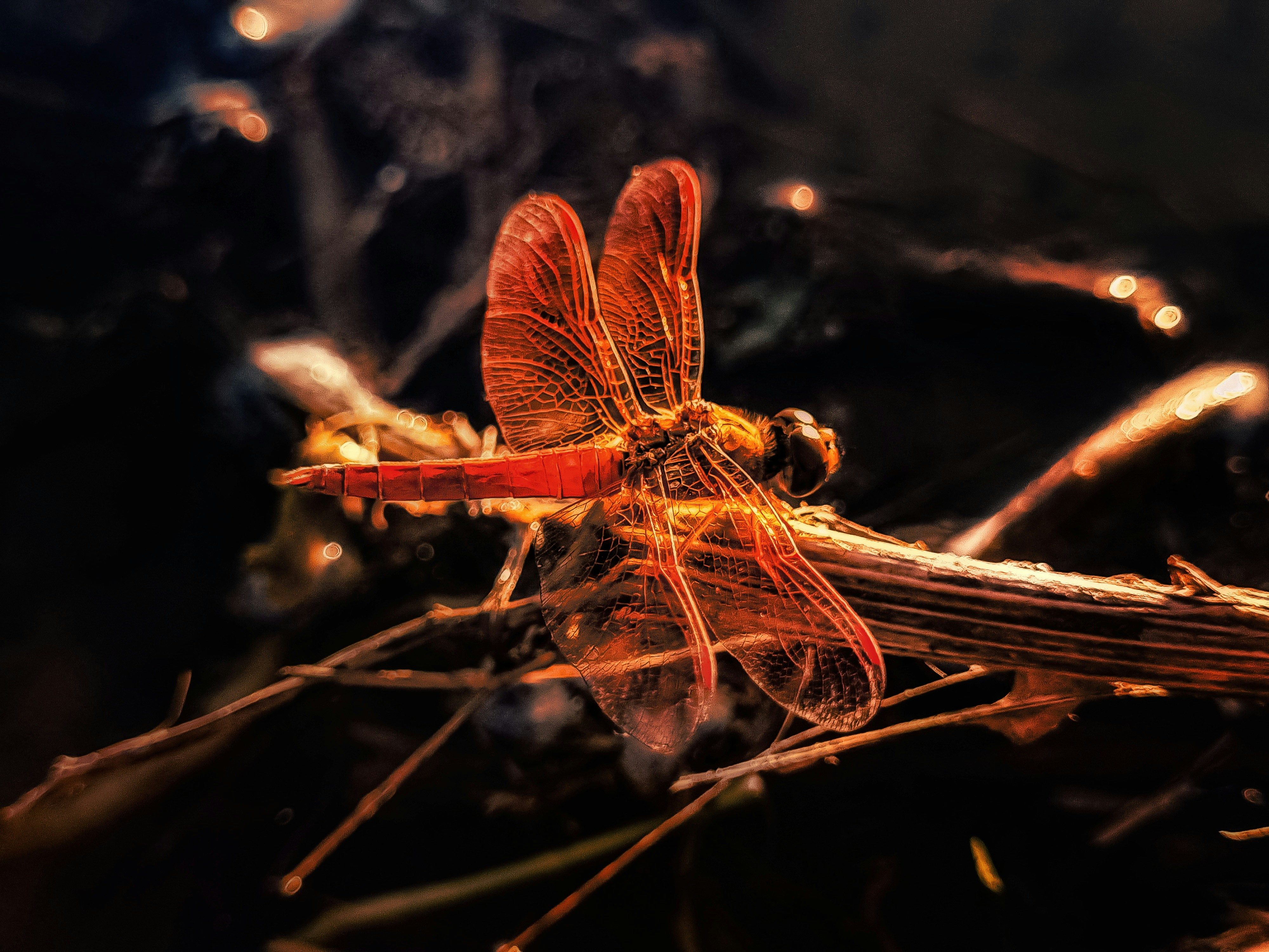 Photo by ankitbunsplash