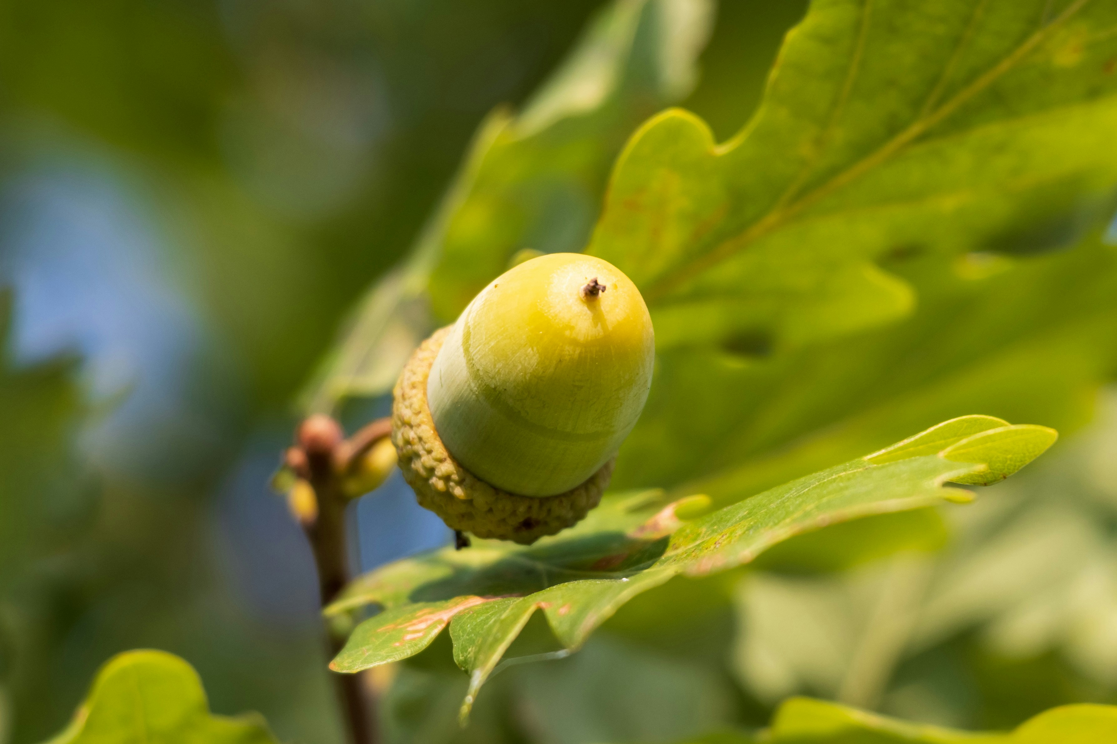 A small yellow bird perched on top of a green leaf