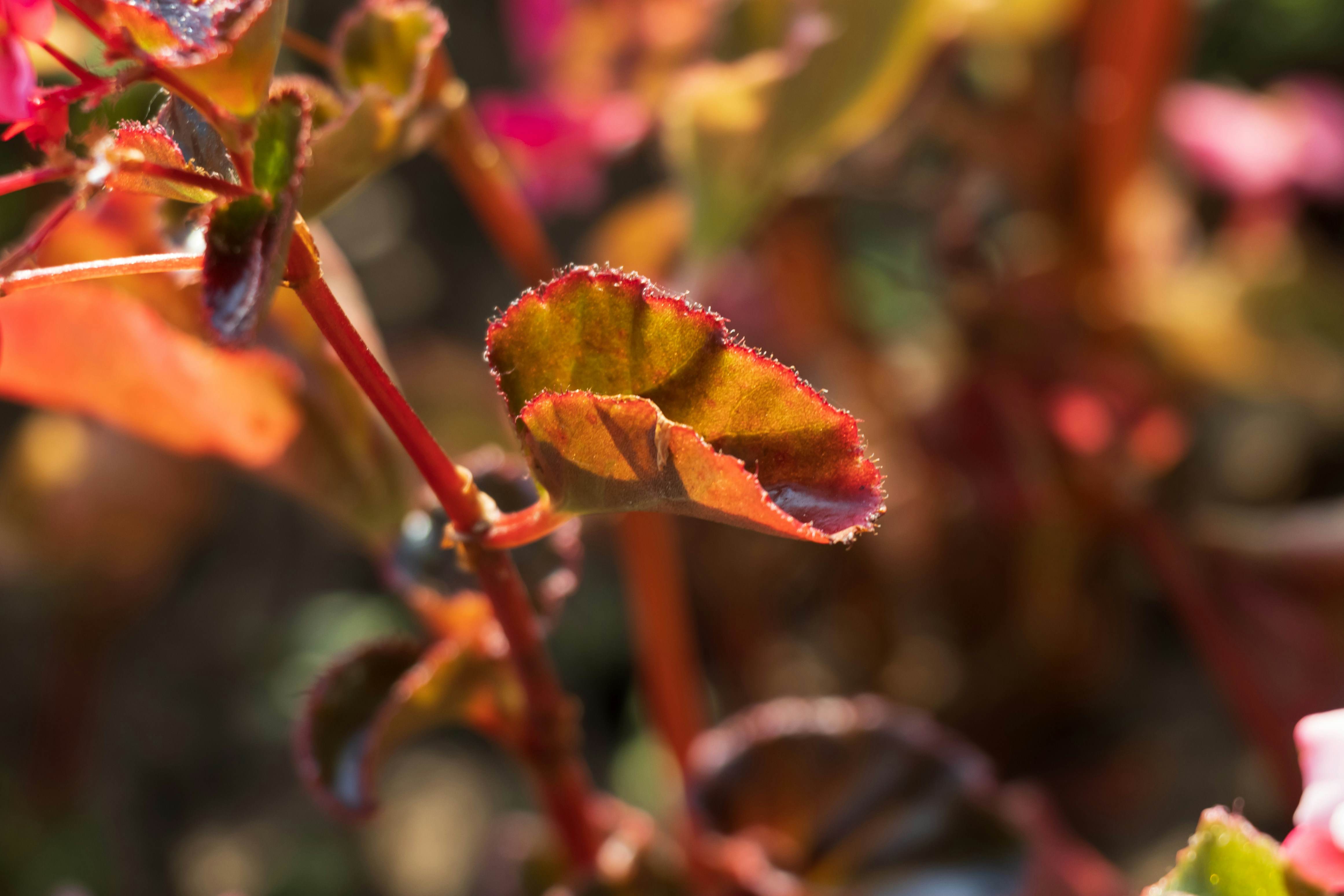 Photo by mechaowlstudios