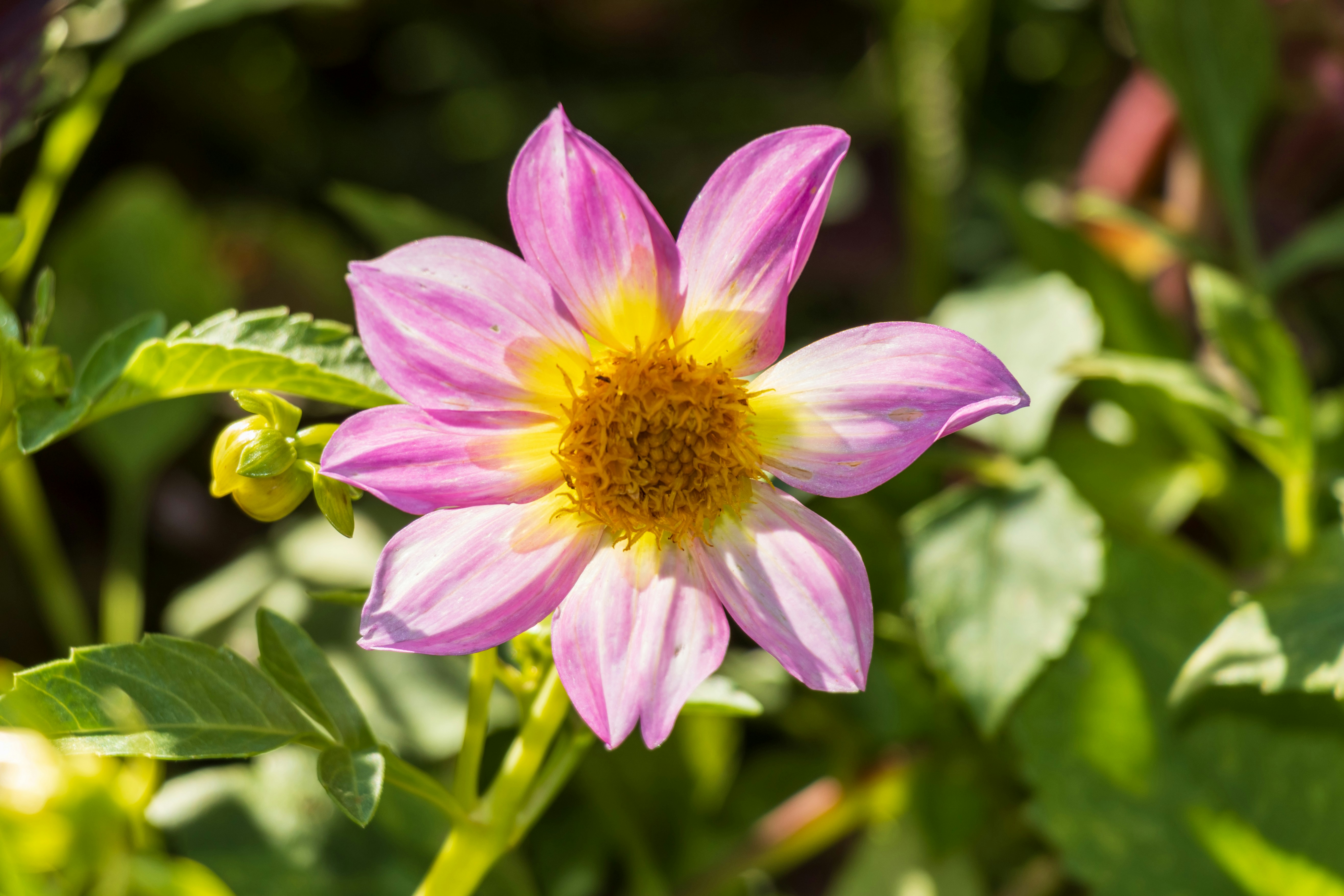 Photo by mechaowlstudios