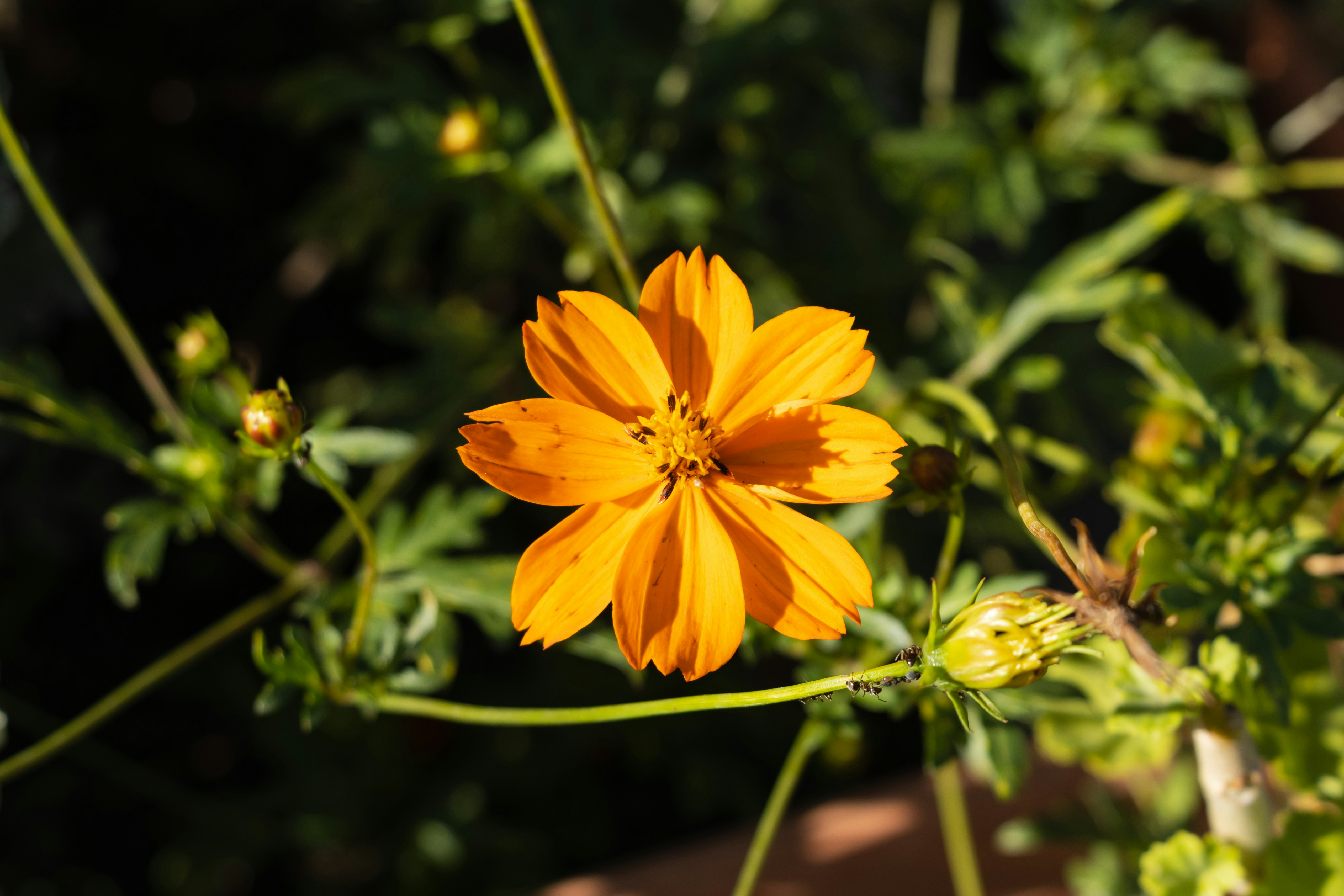 Photo by mechaowlstudios