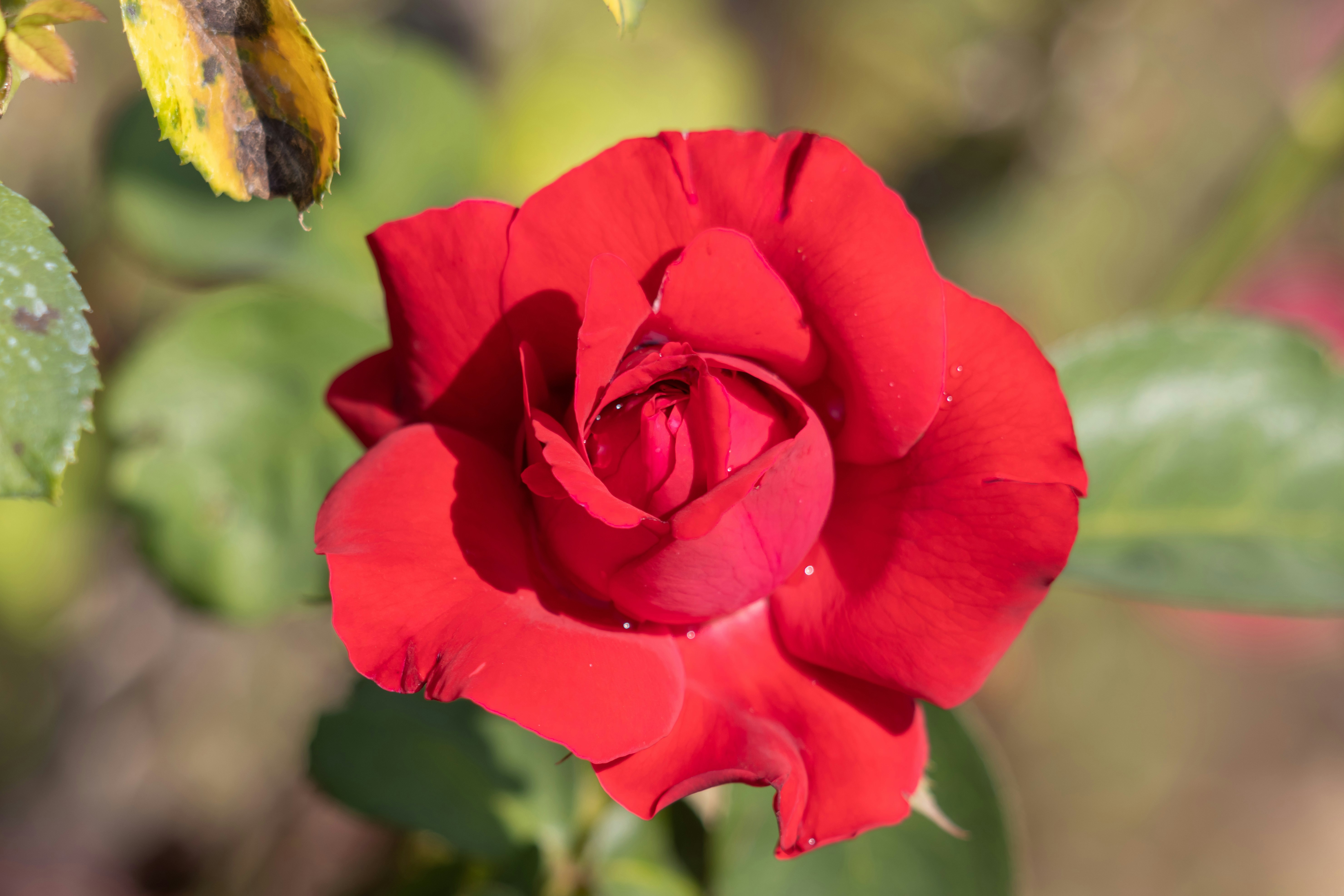 Photo by mechaowlstudios