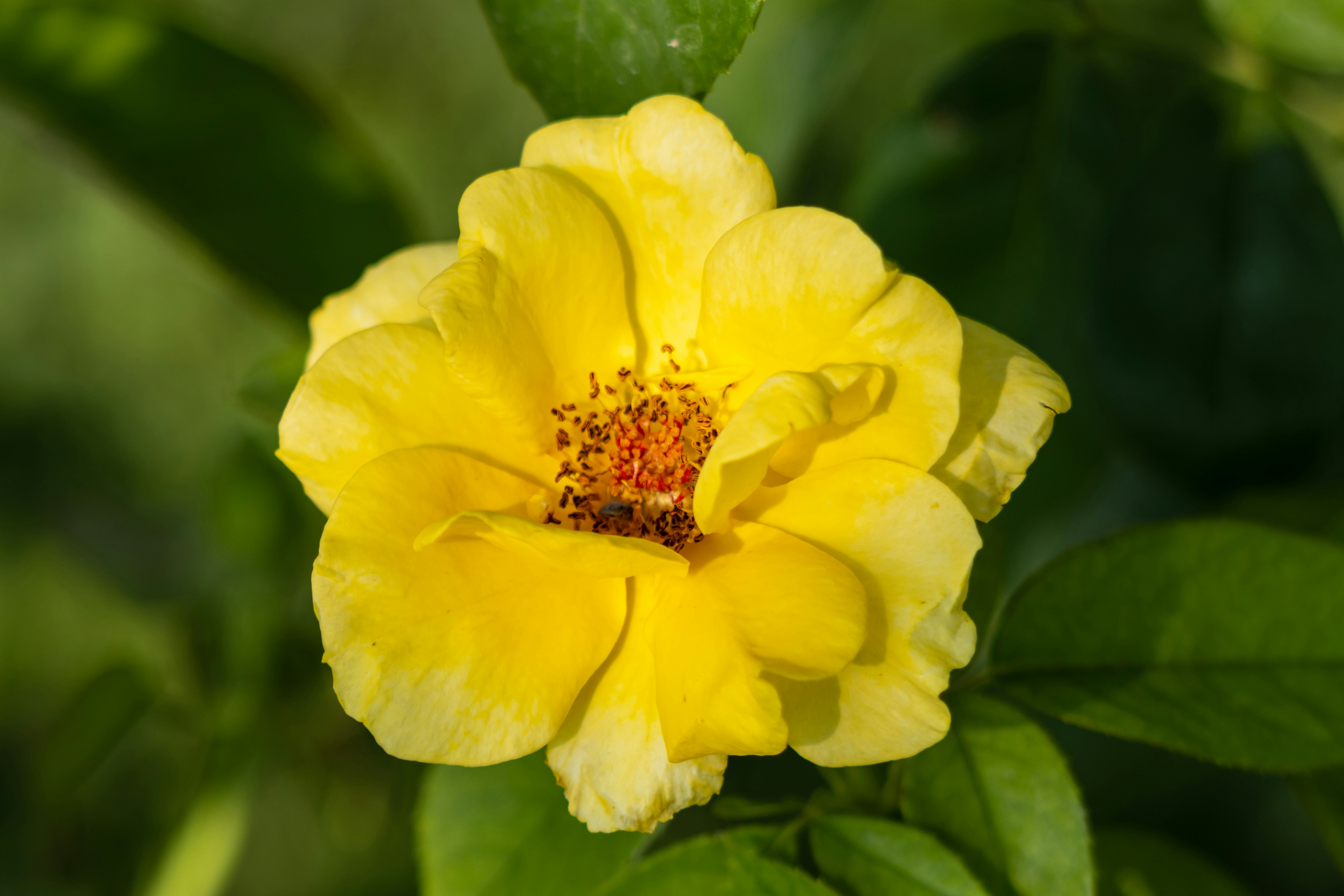 Photo by mechaowlstudios