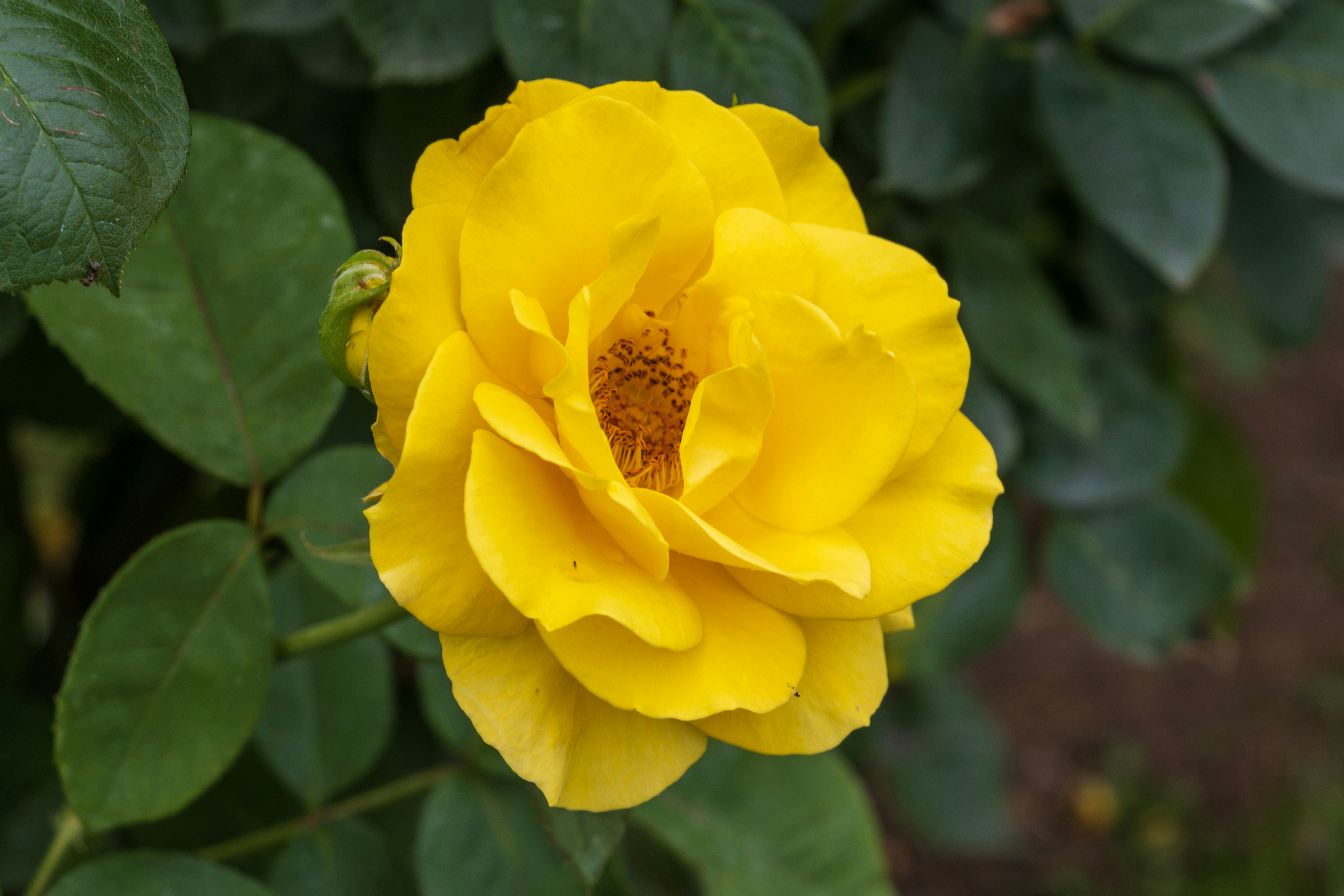 Photo by mechaowlstudios