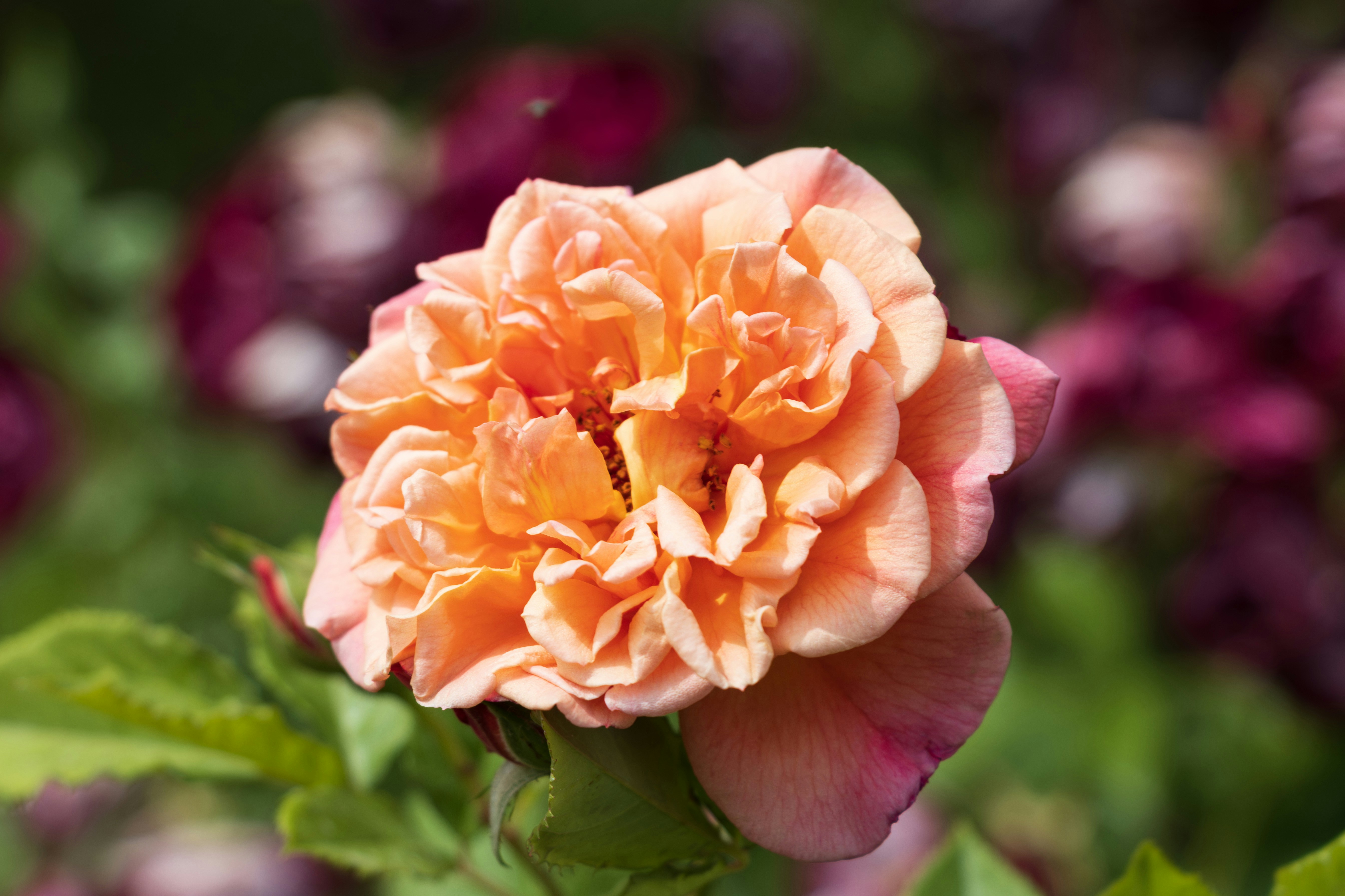 Photo by mechaowlstudios