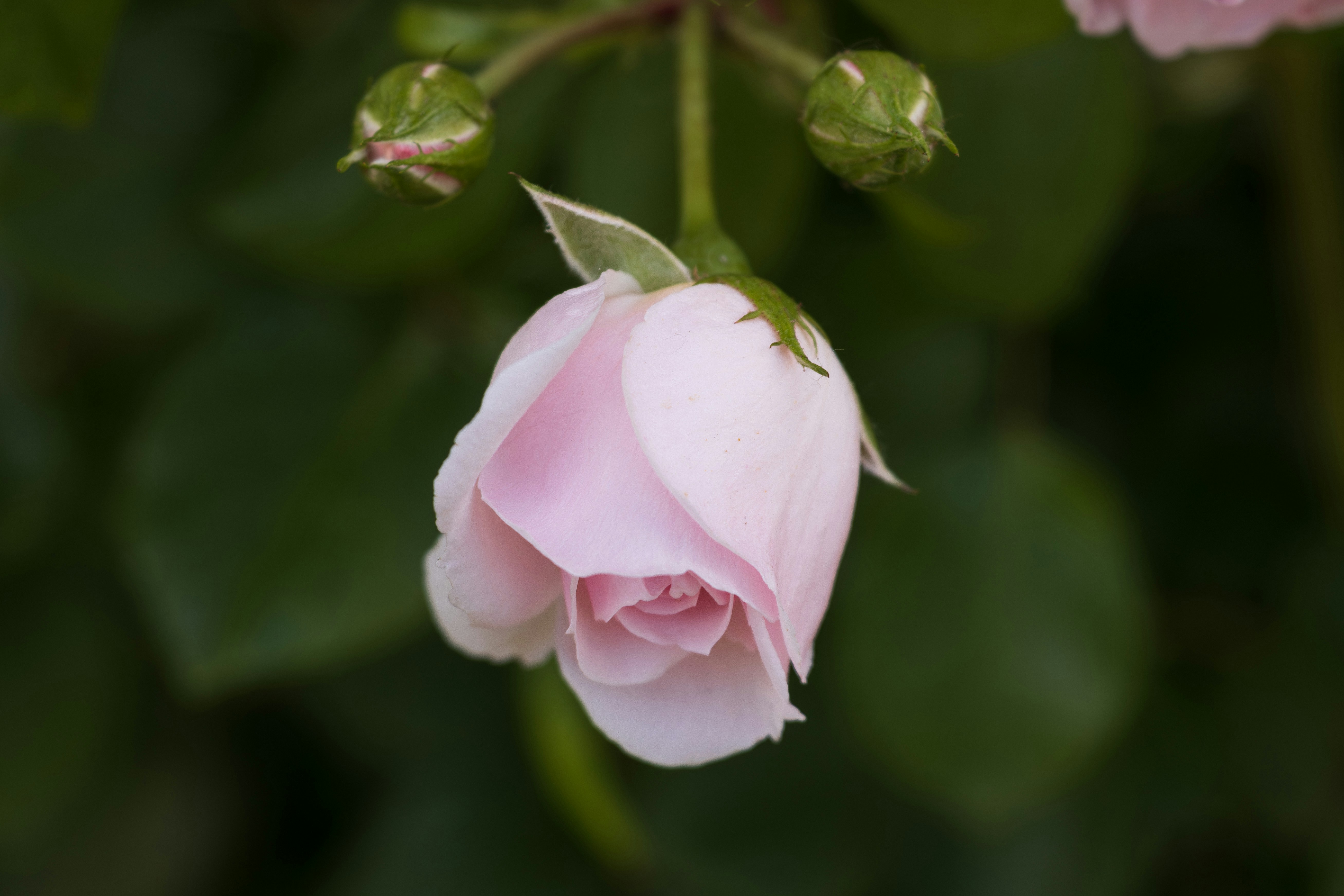 Photo by mechaowlstudios