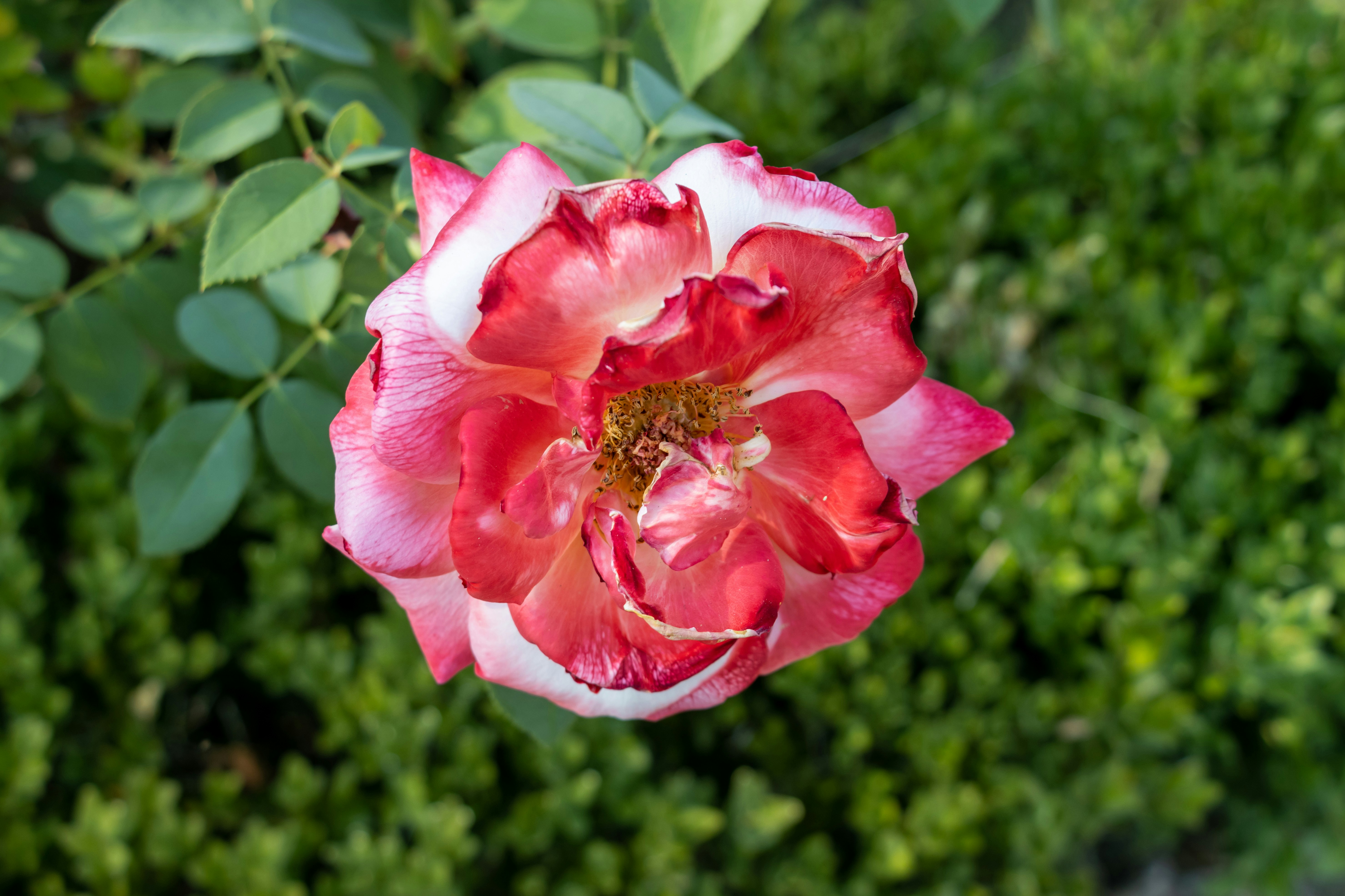 Photo by mechaowlstudios