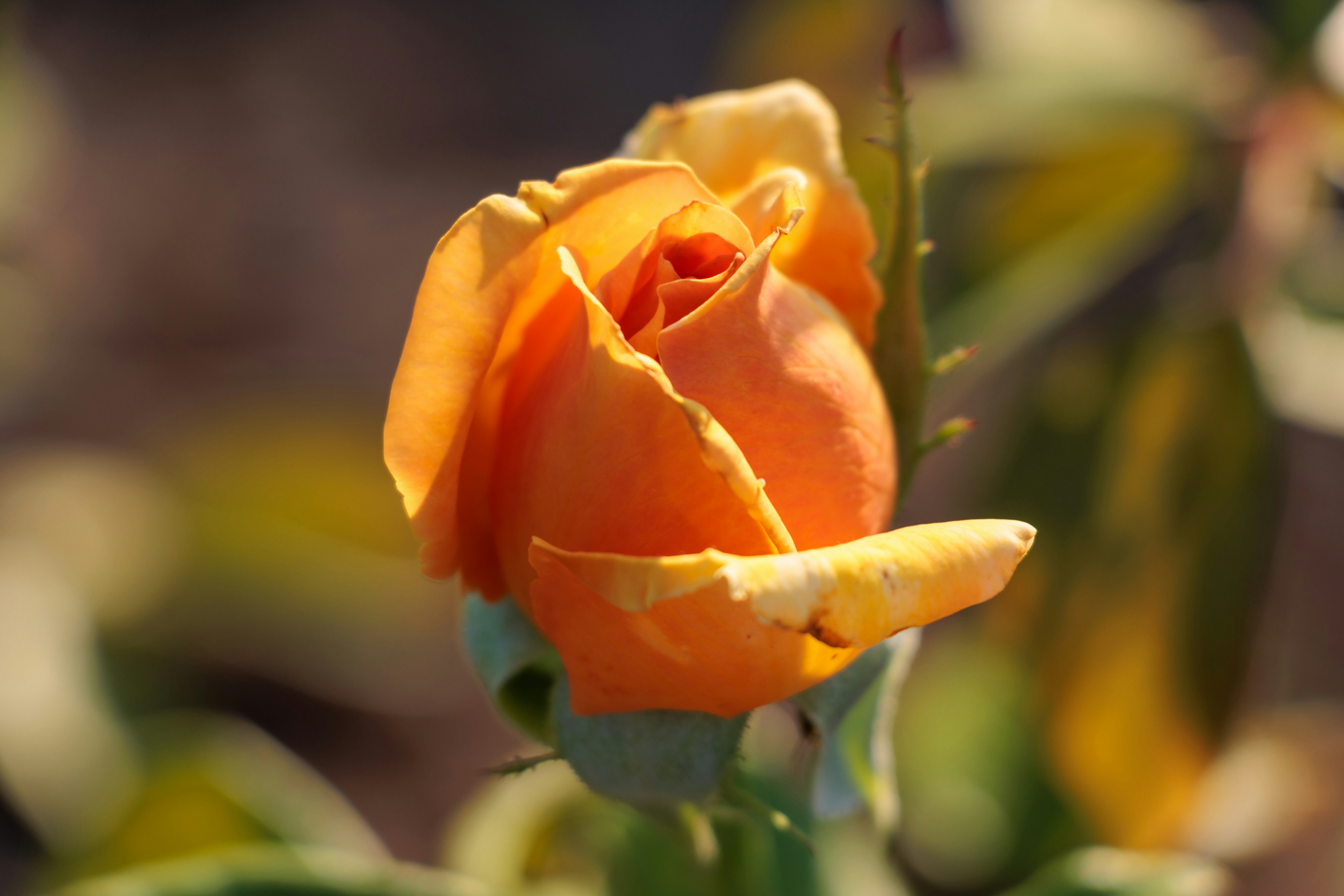 Photo by mechaowlstudios