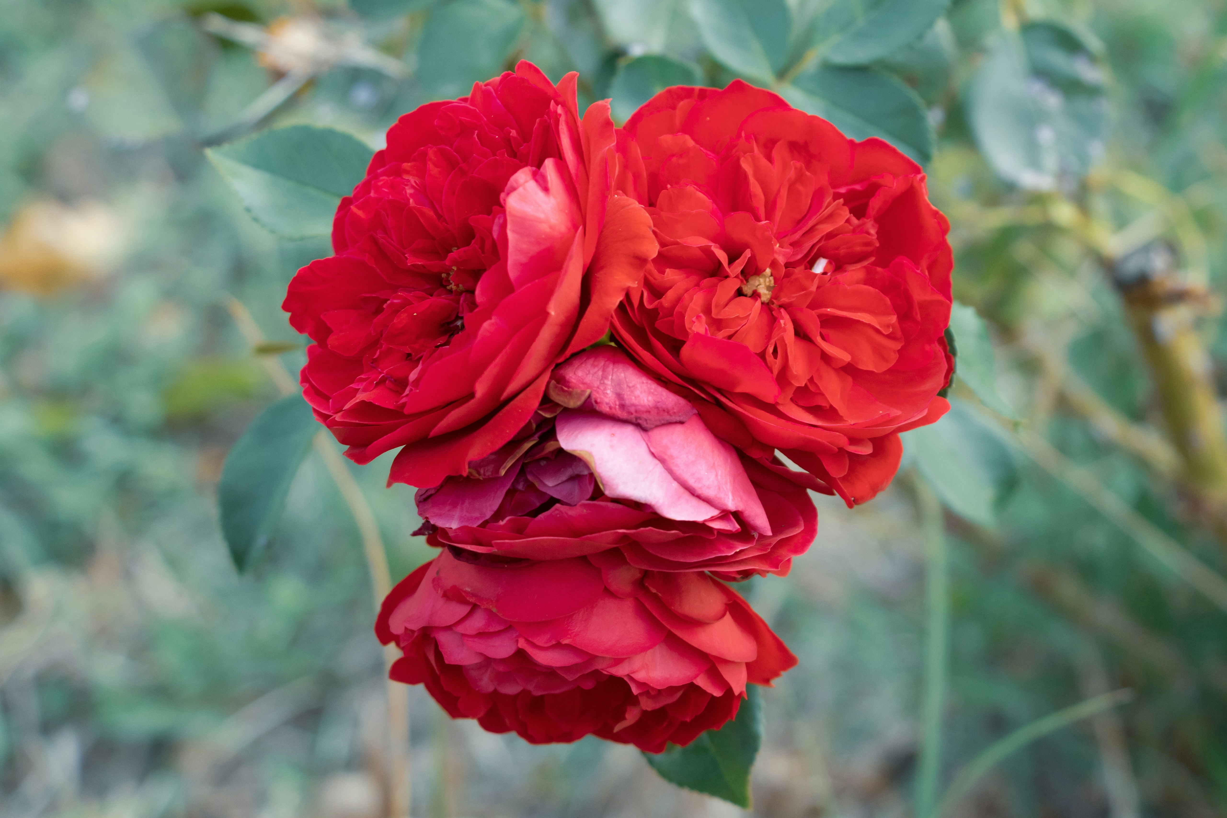 Photo by mechaowlstudios