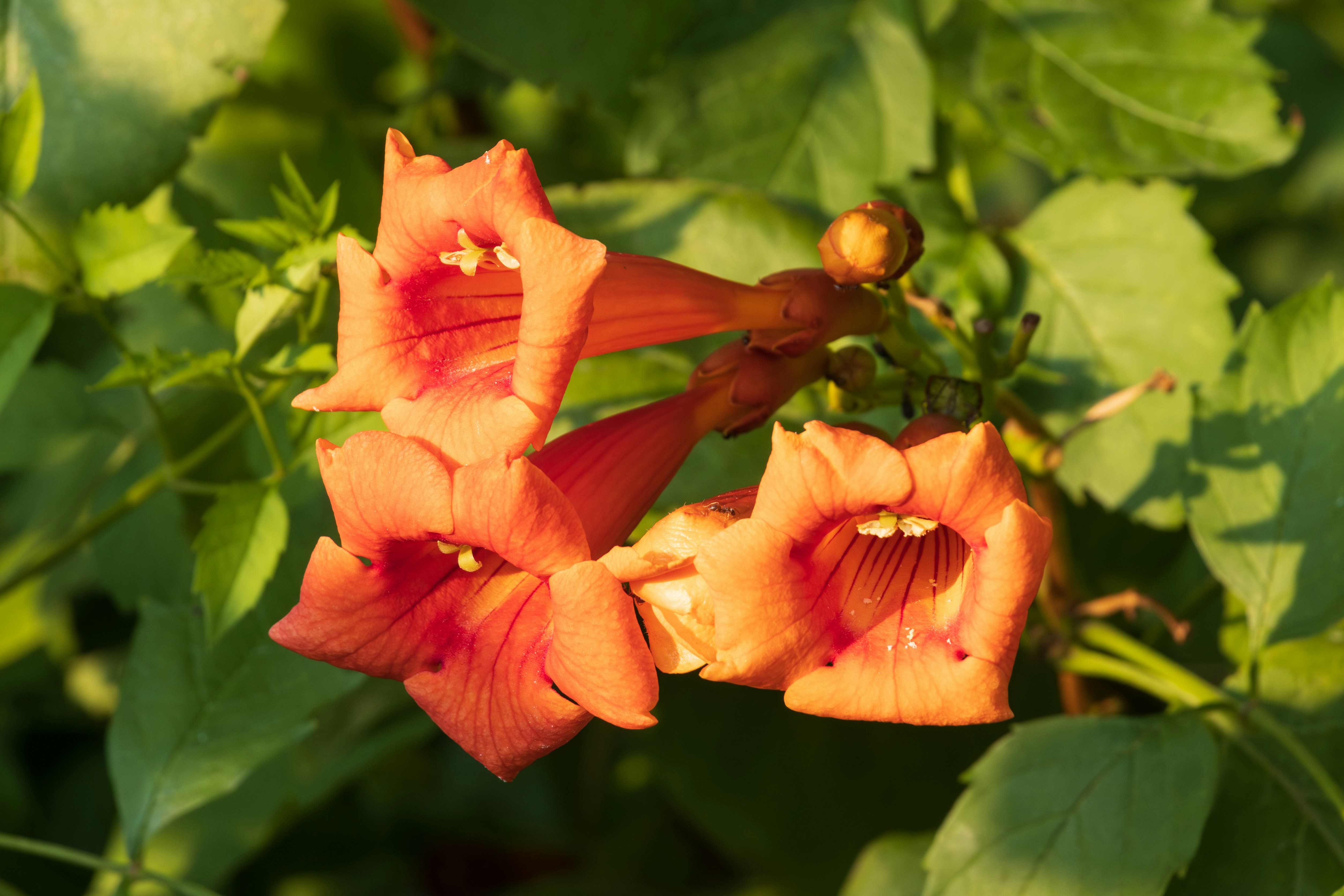 Photo by mechaowlstudios