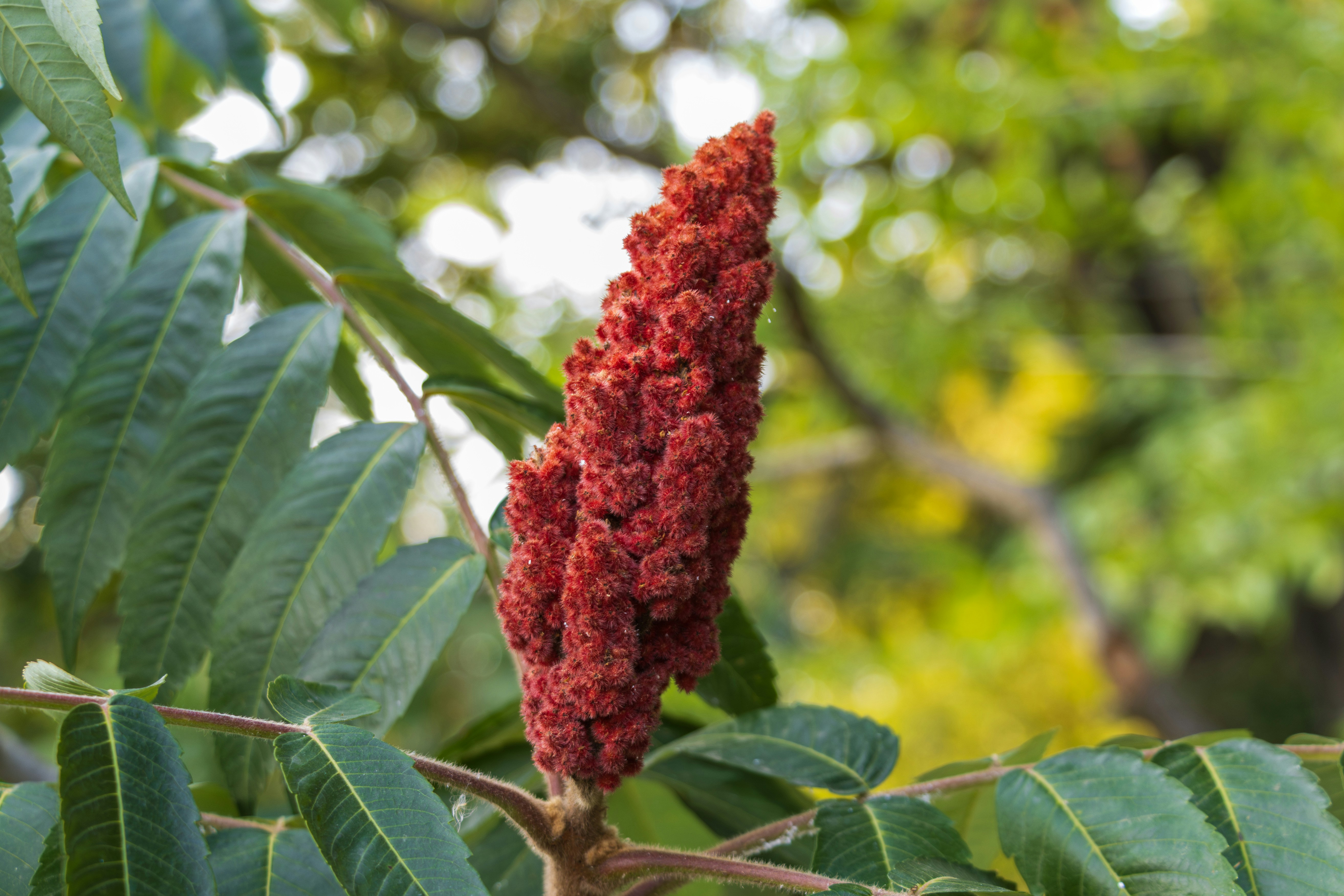 A close up of a red flower on a tree