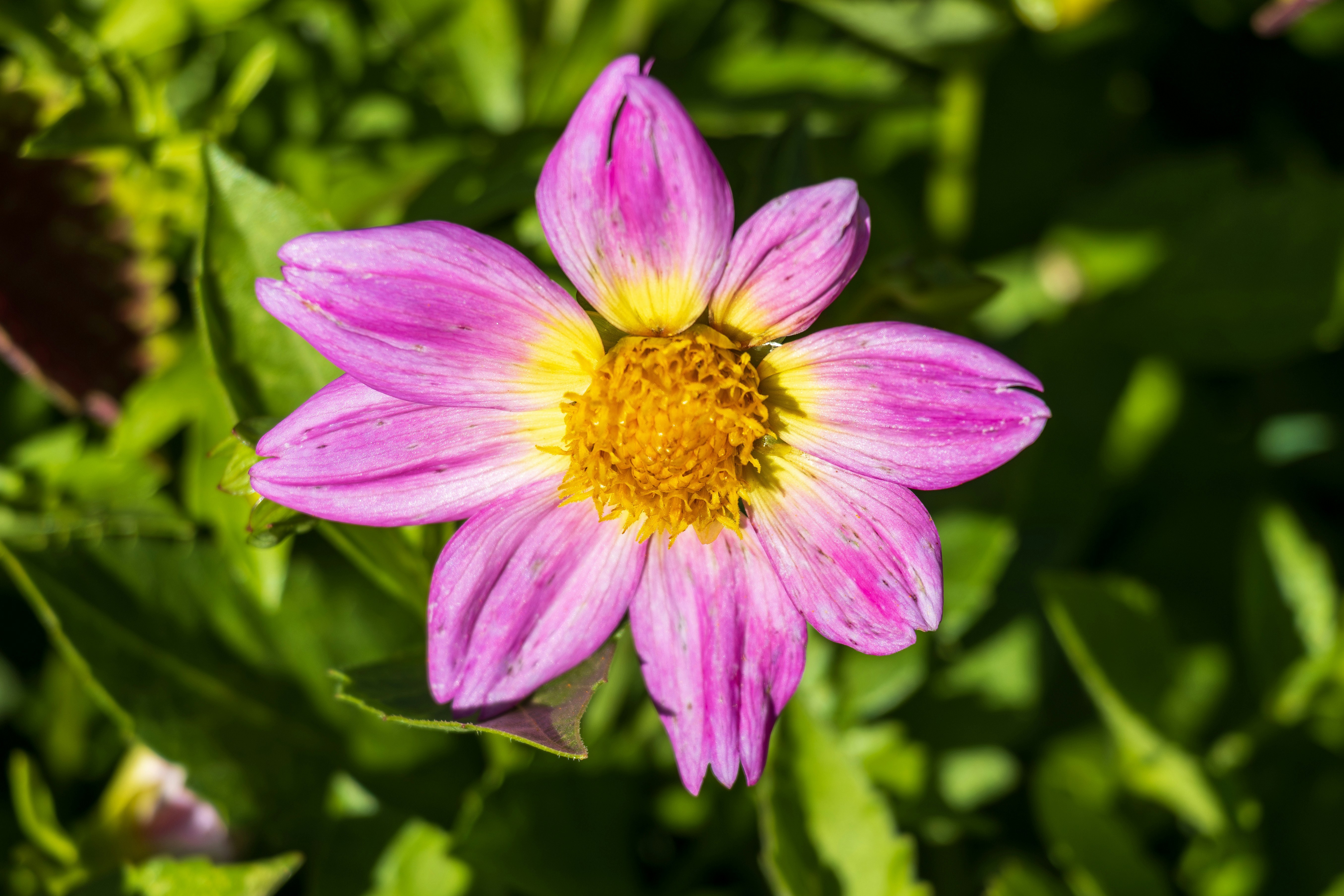 Photo by mechaowlstudios