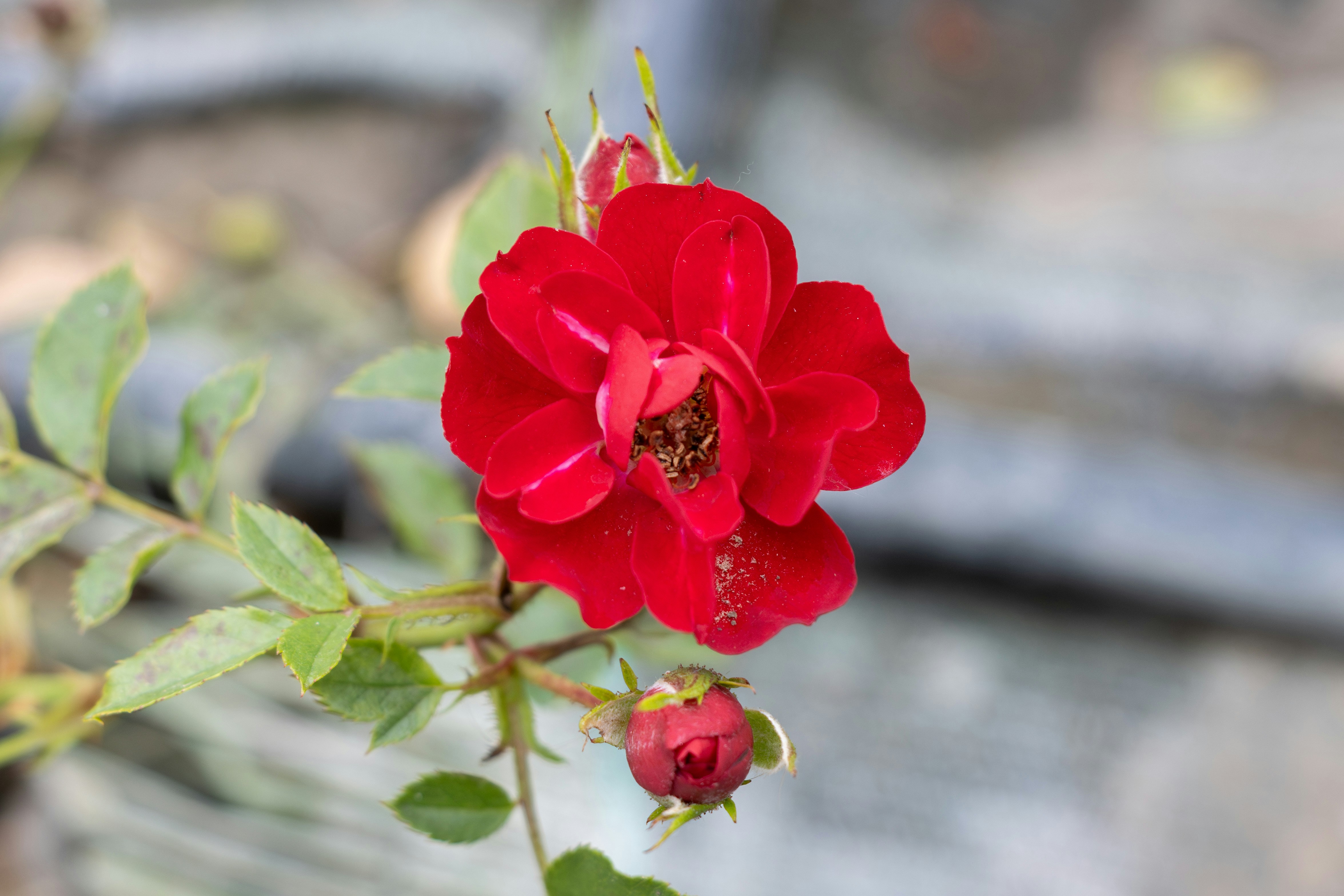 Photo by mechaowlstudios