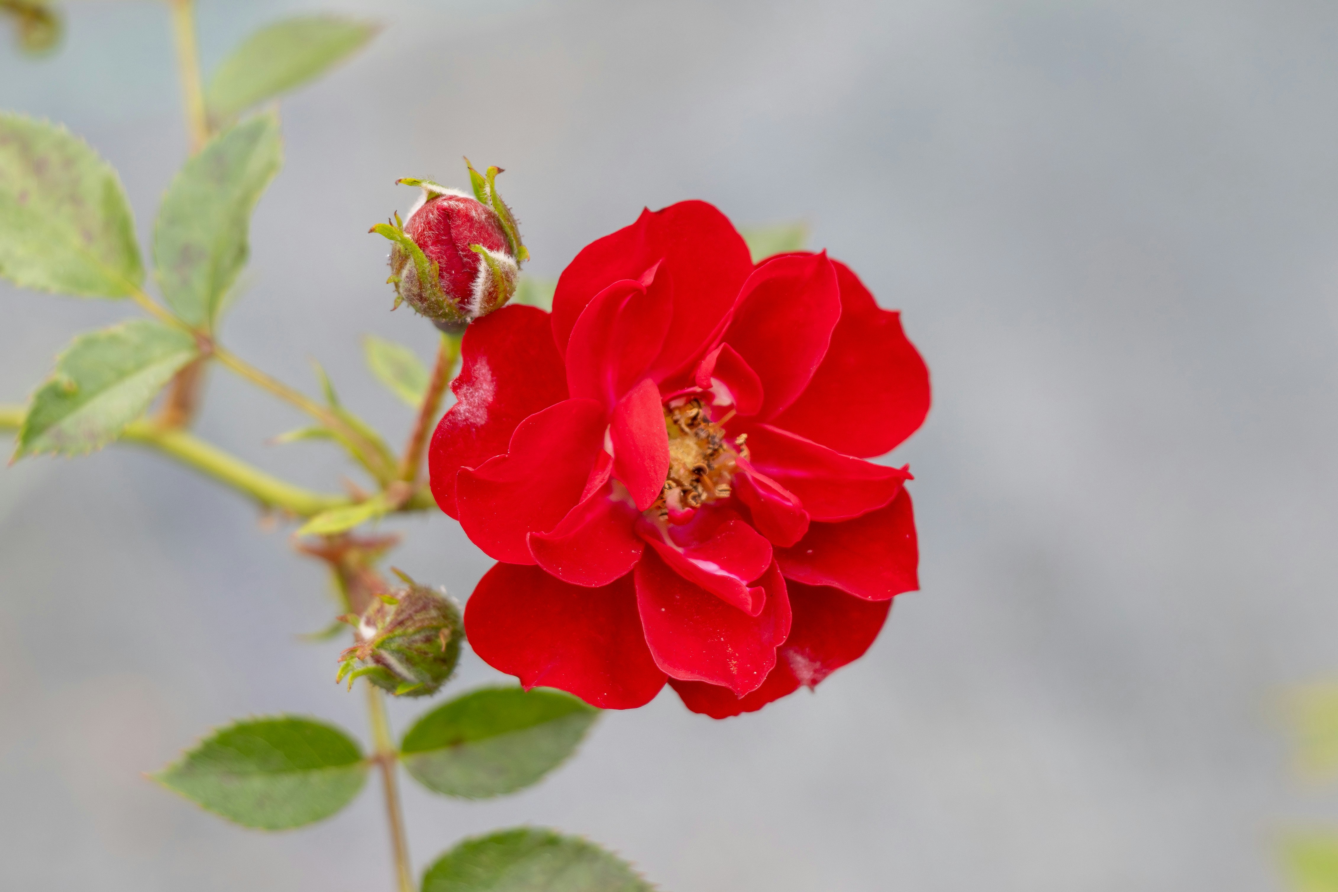 Photo by mechaowlstudios