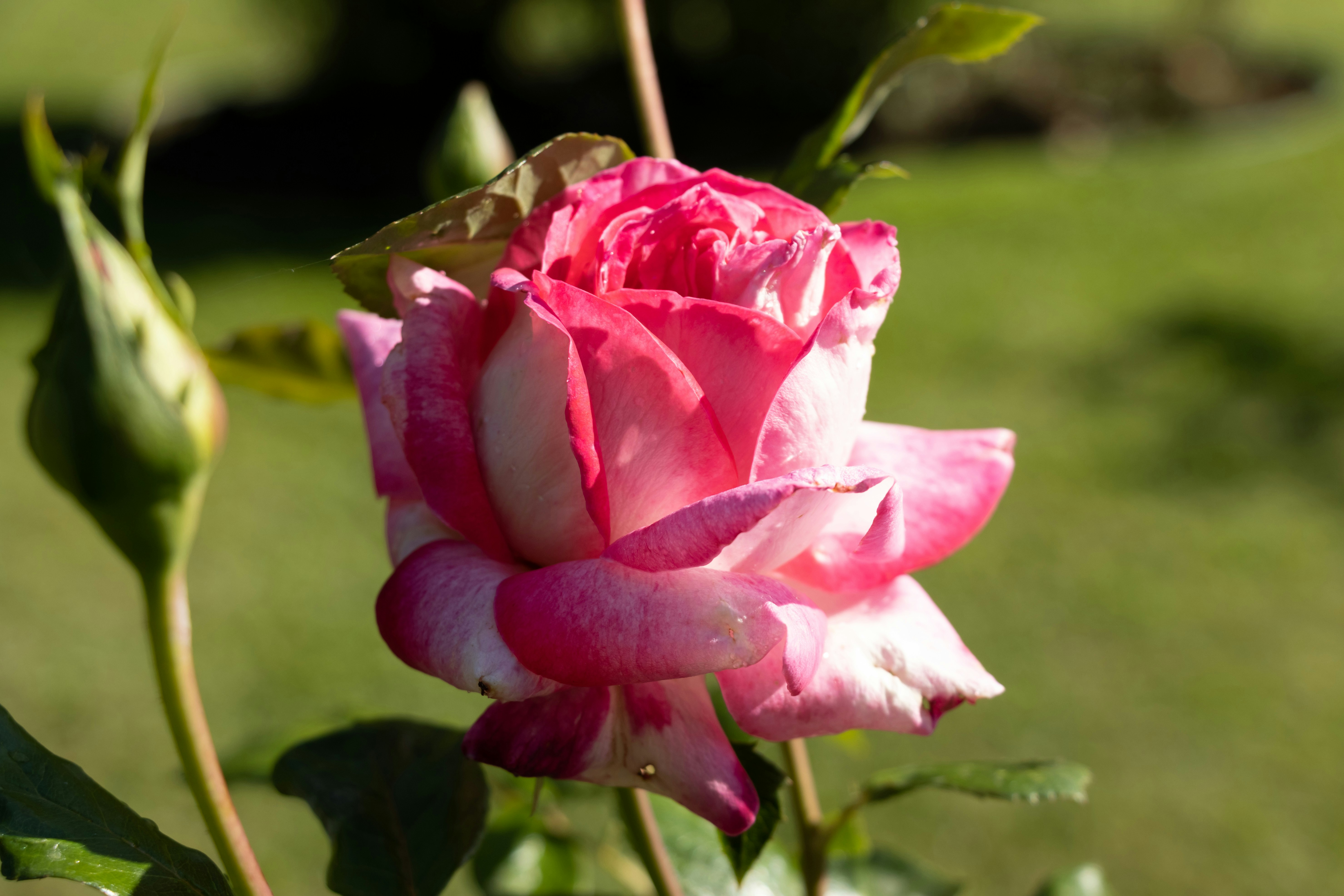 Photo by mechaowlstudios