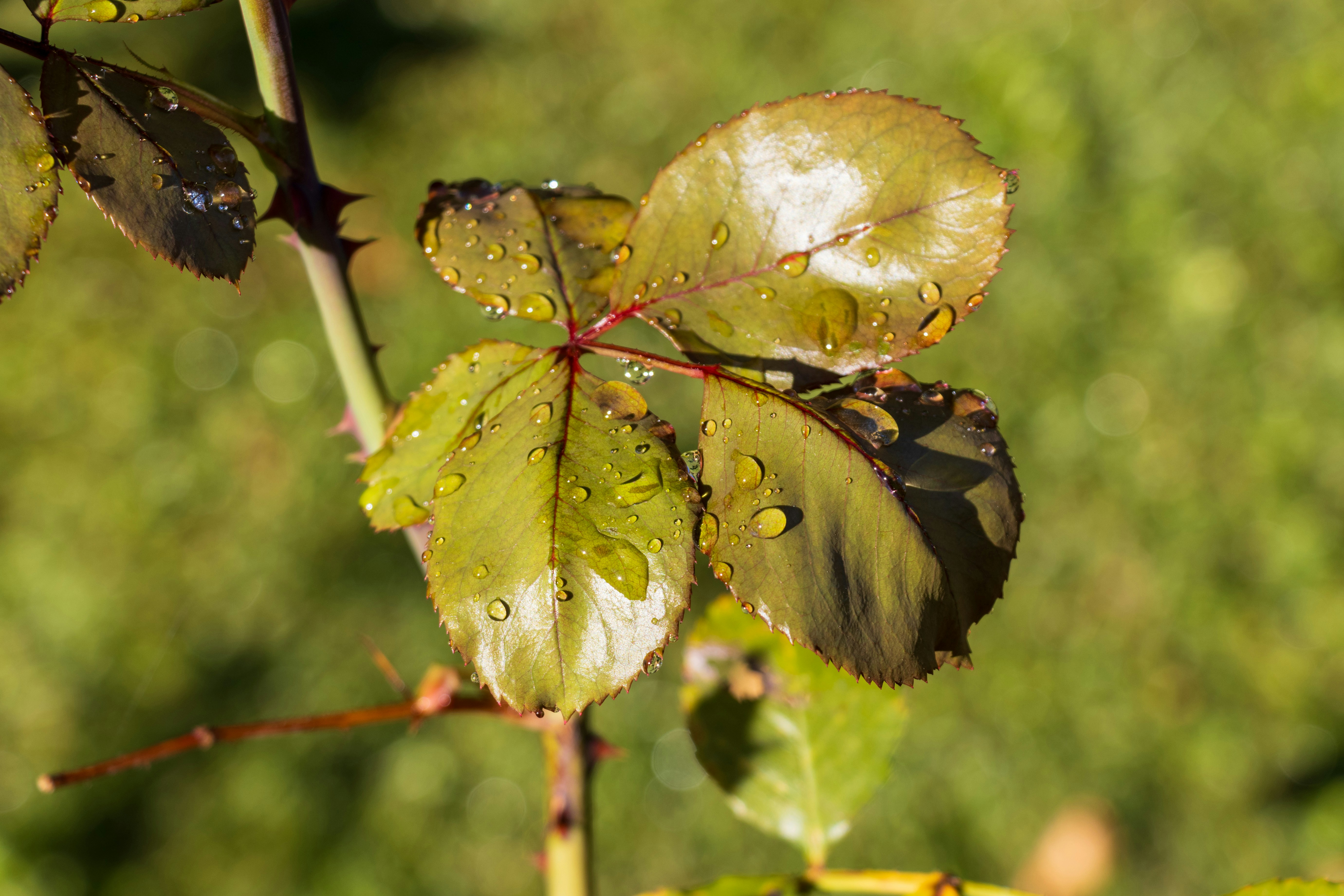 Photo by mechaowlstudios