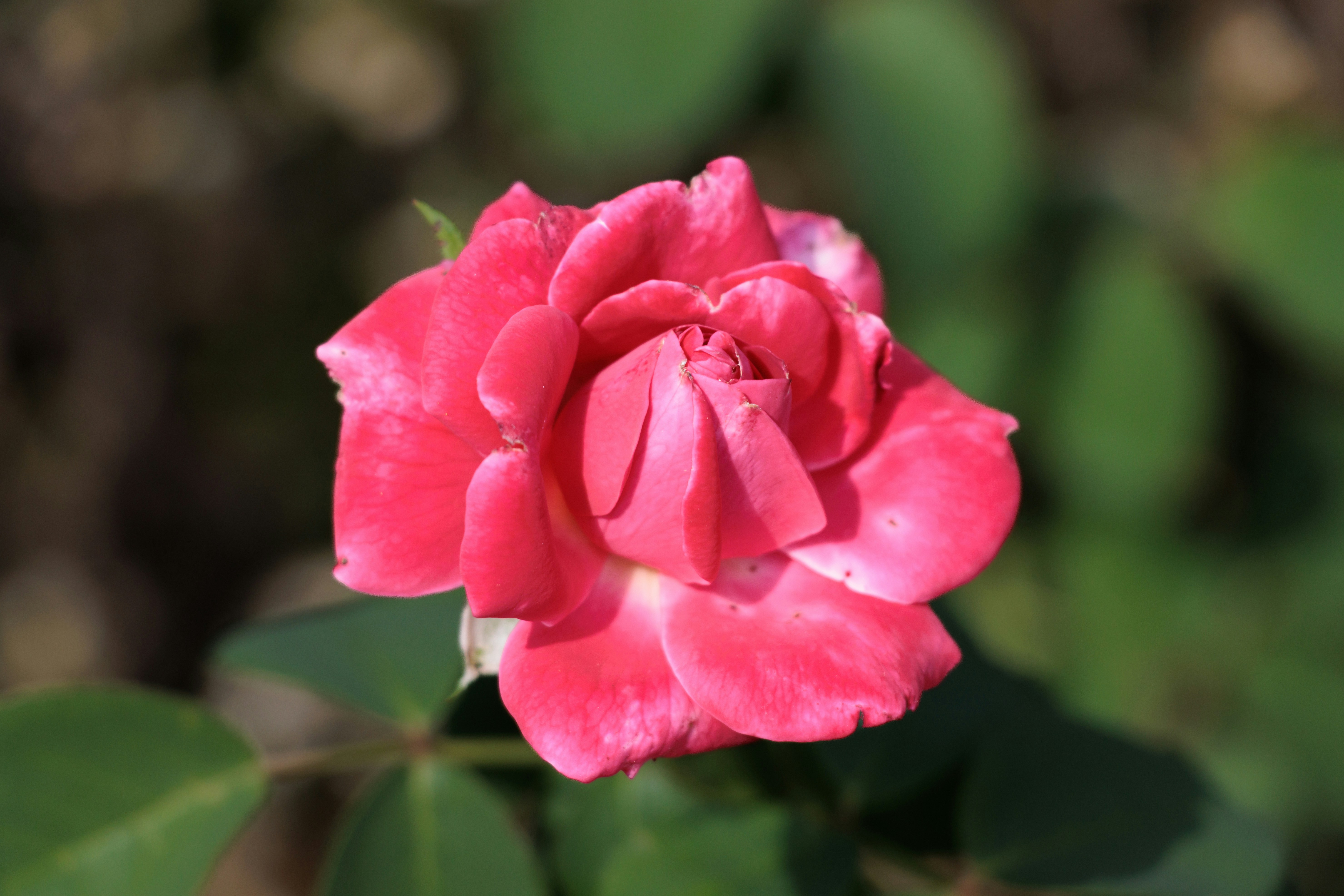 Photo by mechaowlstudios