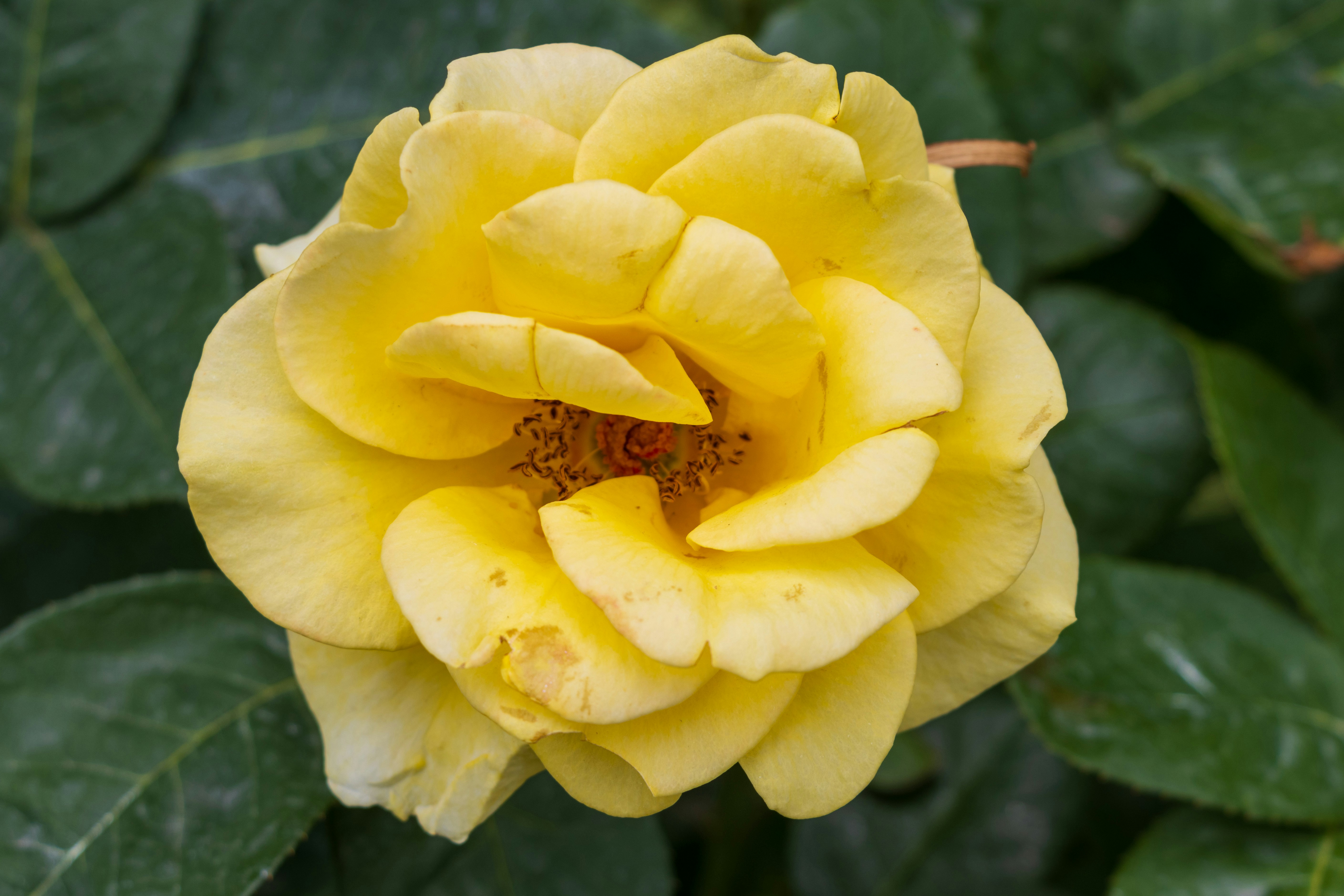 Photo by mechaowlstudios