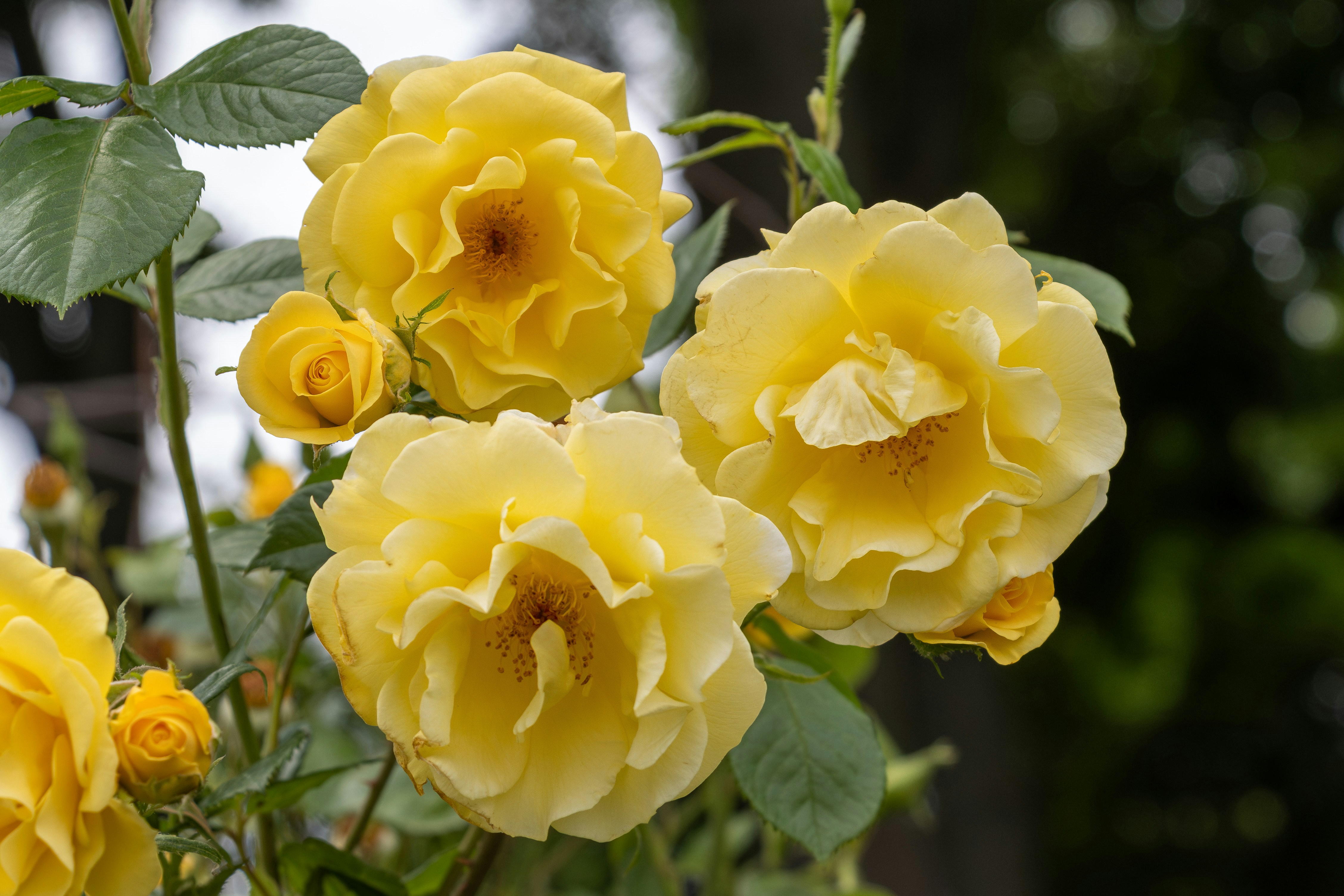 Photo by mechaowlstudios