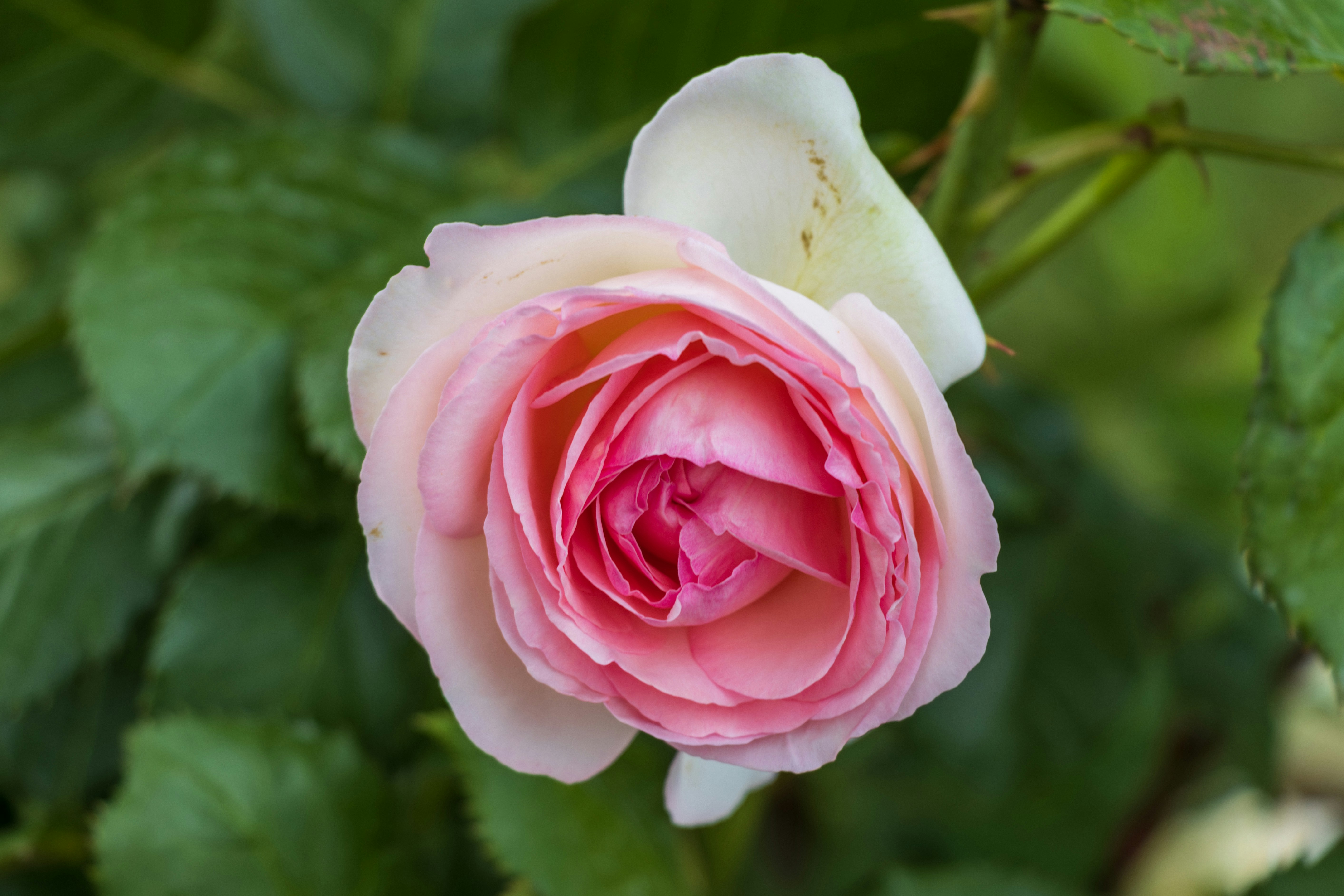 Photo by mechaowlstudios