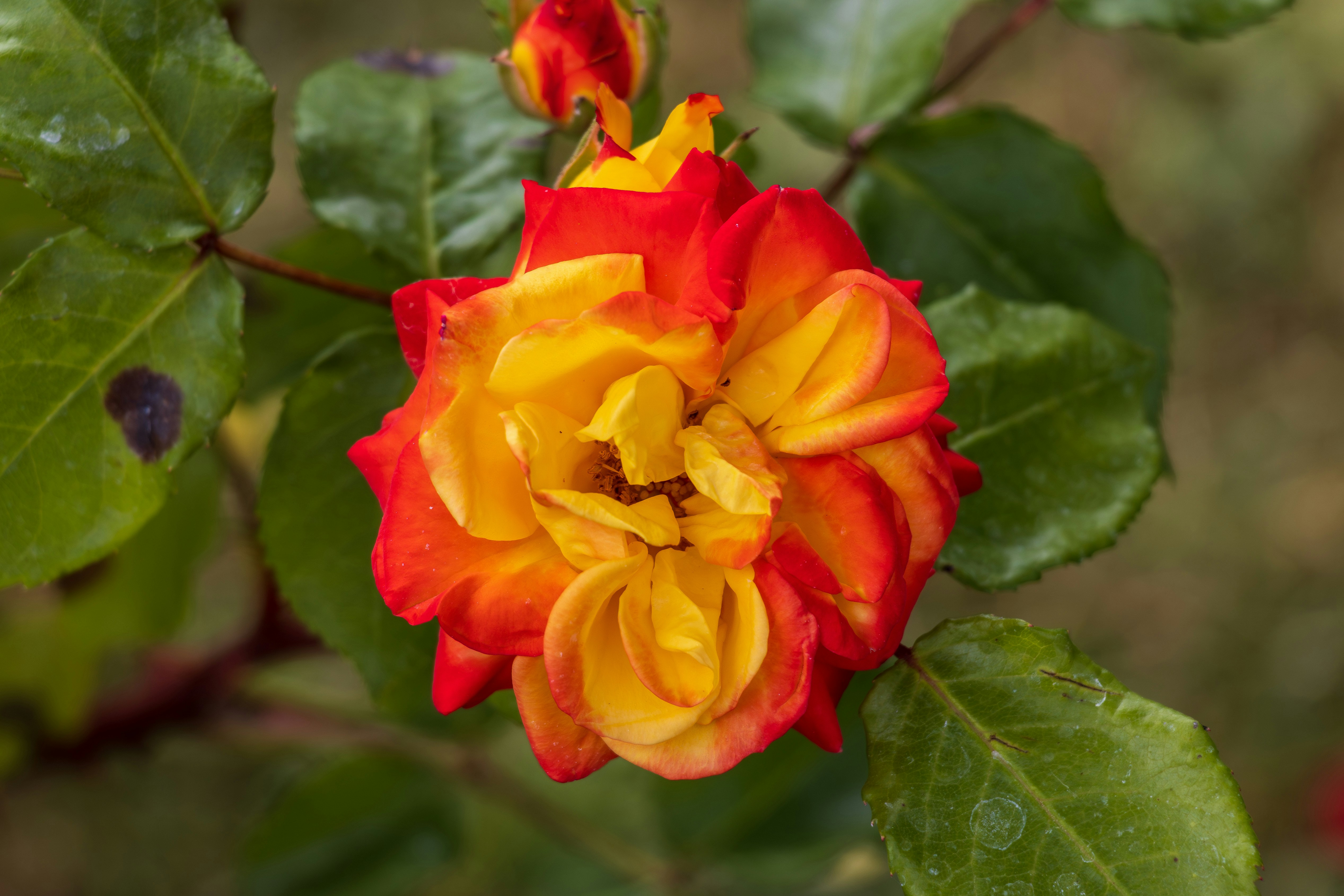 Photo by mechaowlstudios