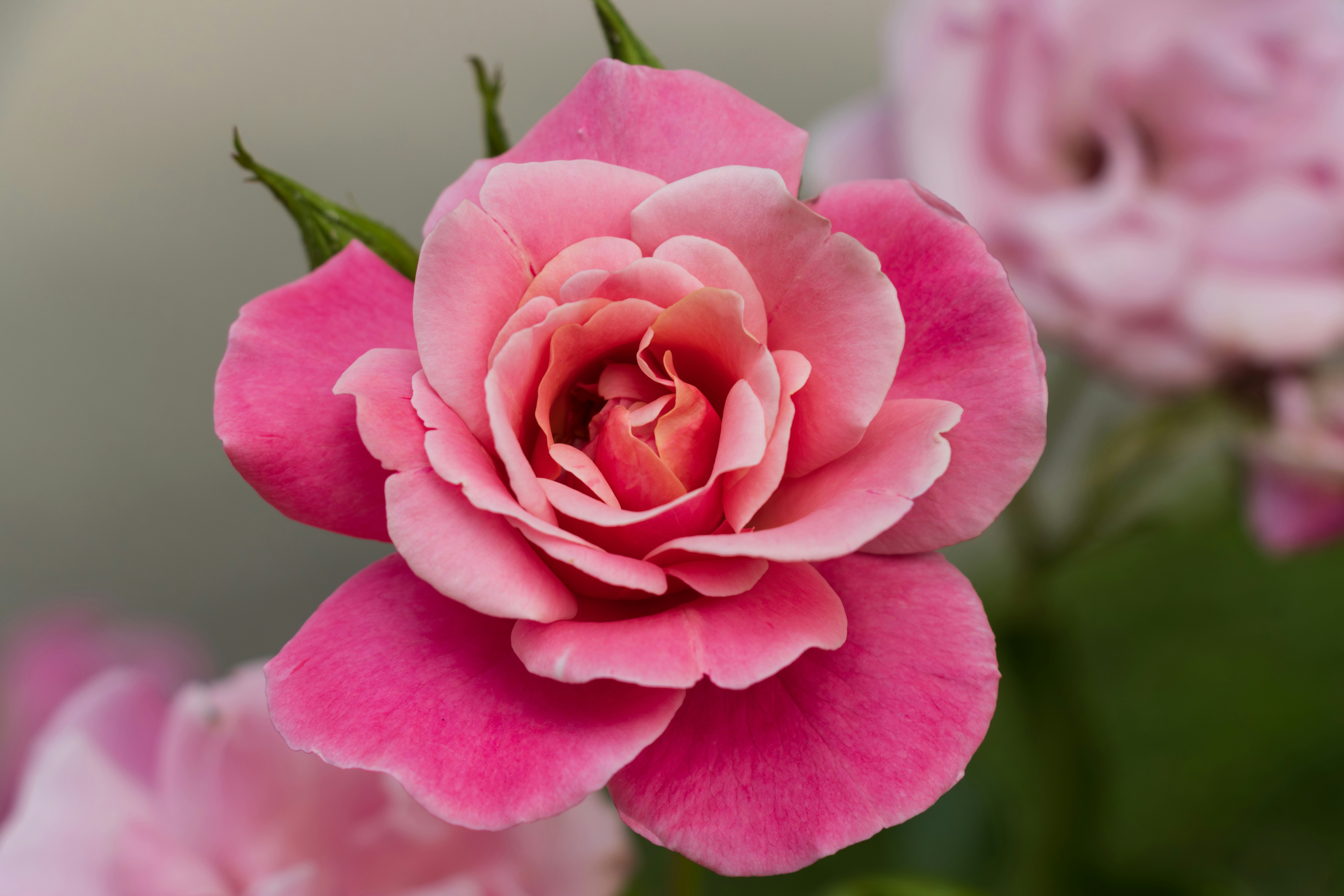 Photo by mechaowlstudios