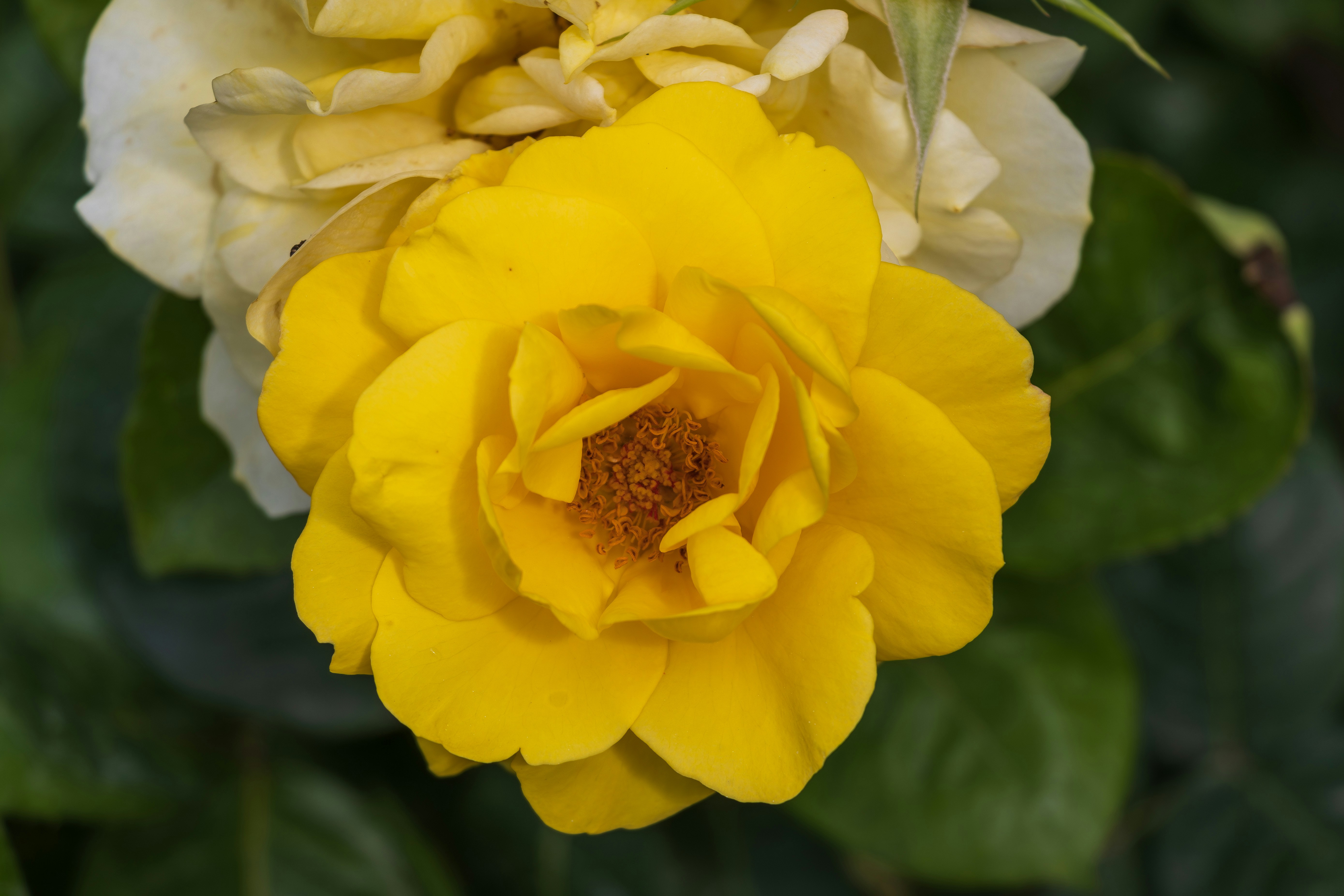 Photo by mechaowlstudios