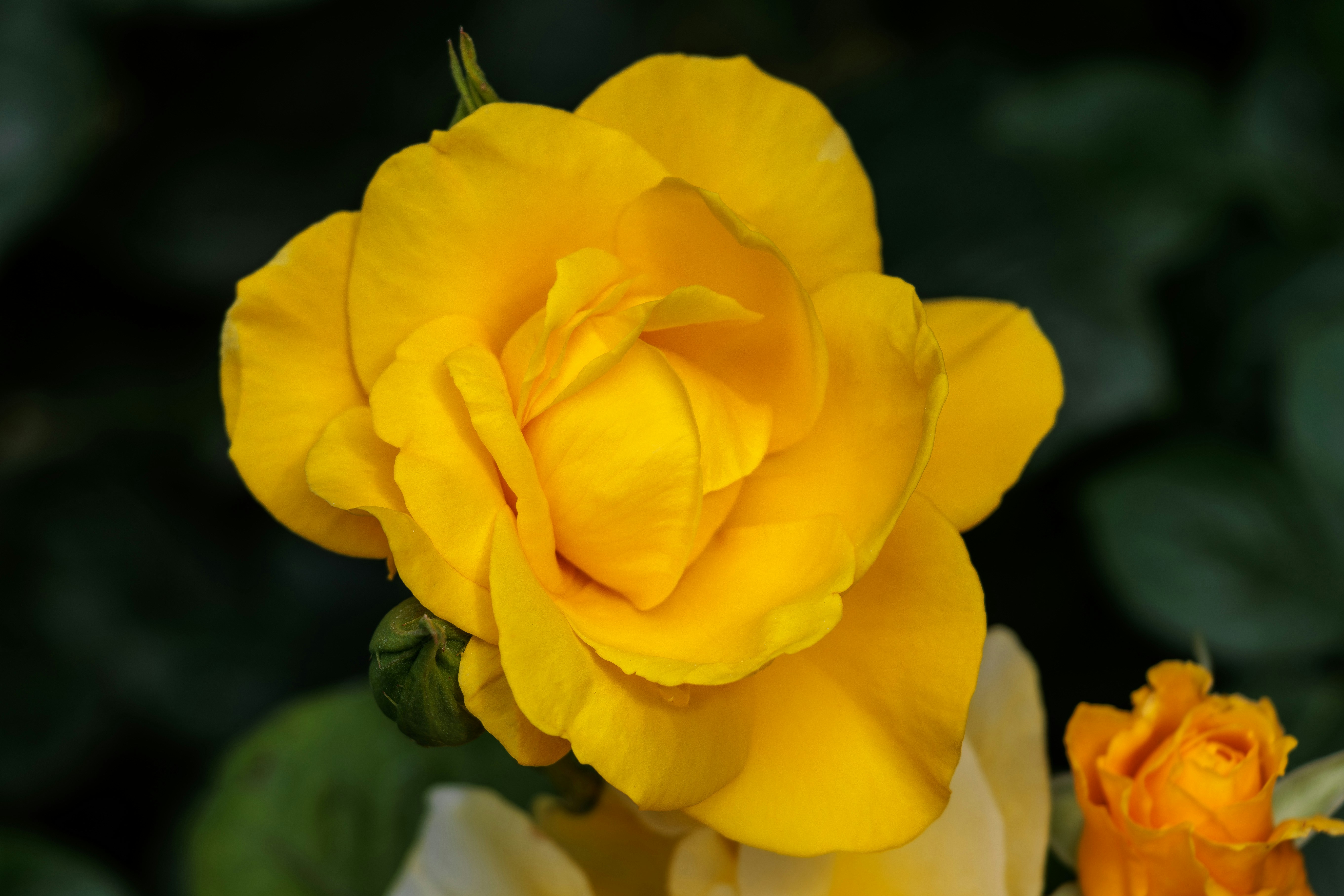 Photo by mechaowlstudios