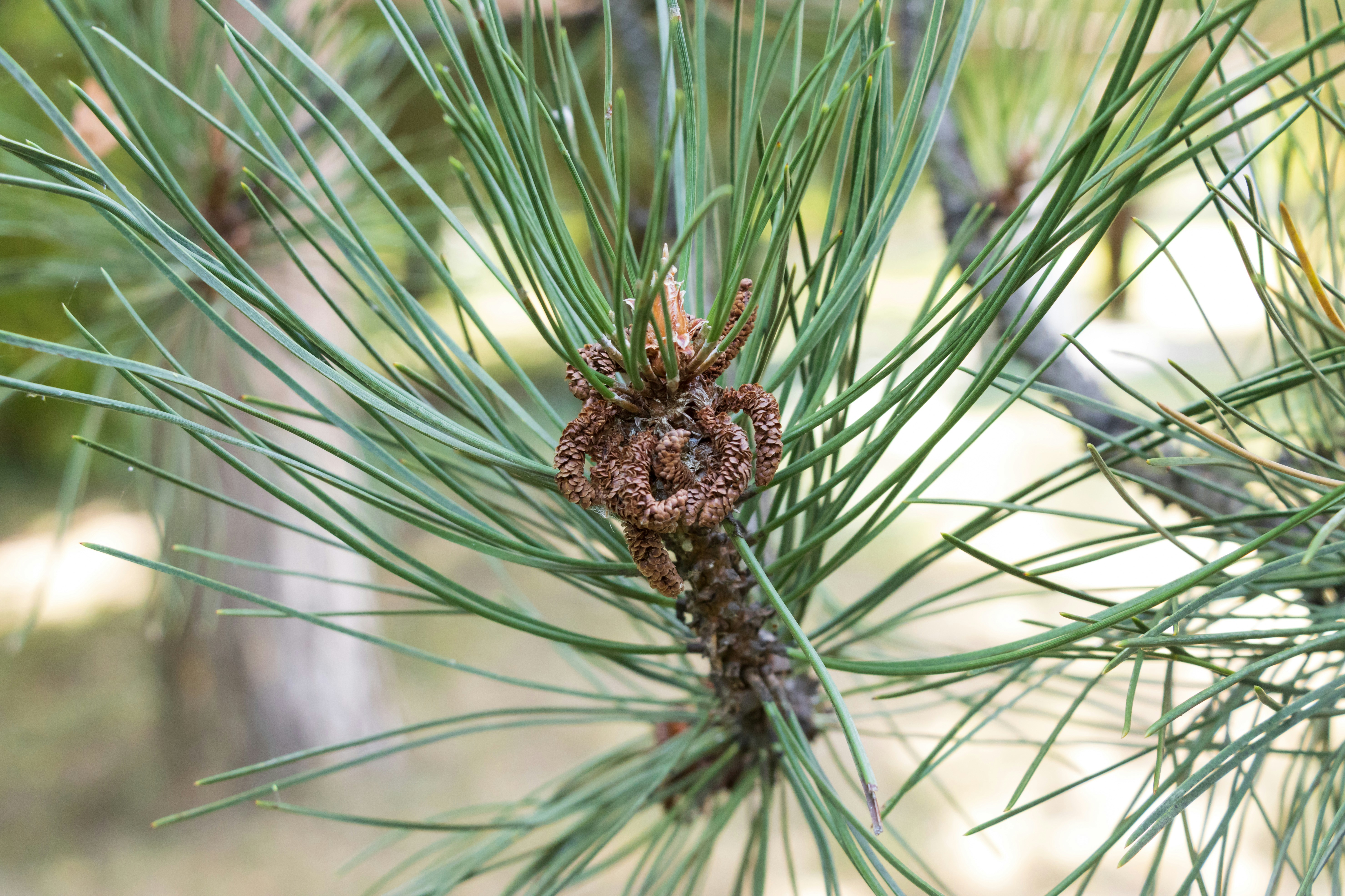 Photo by mechaowlstudios