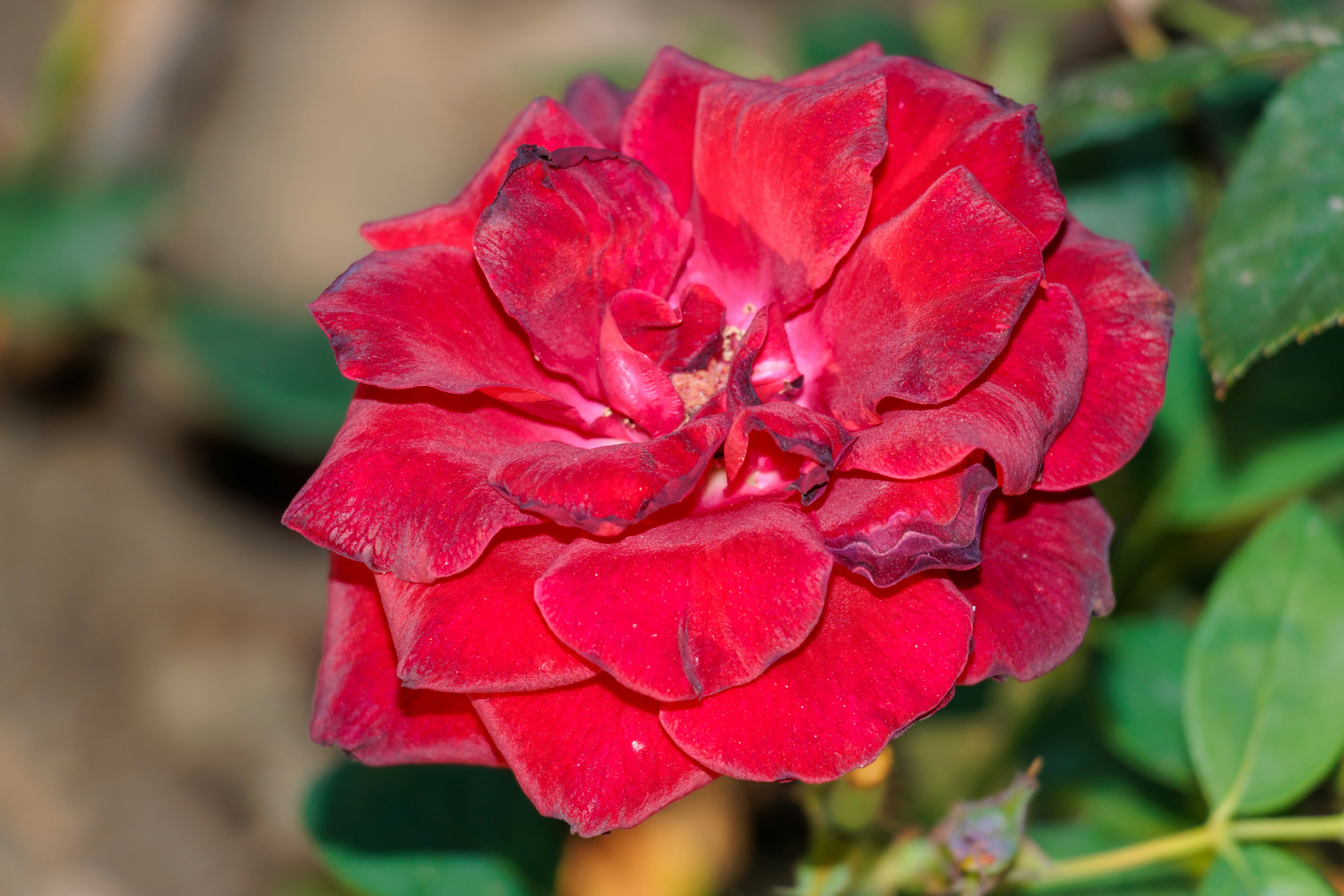 Photo by mechaowlstudios