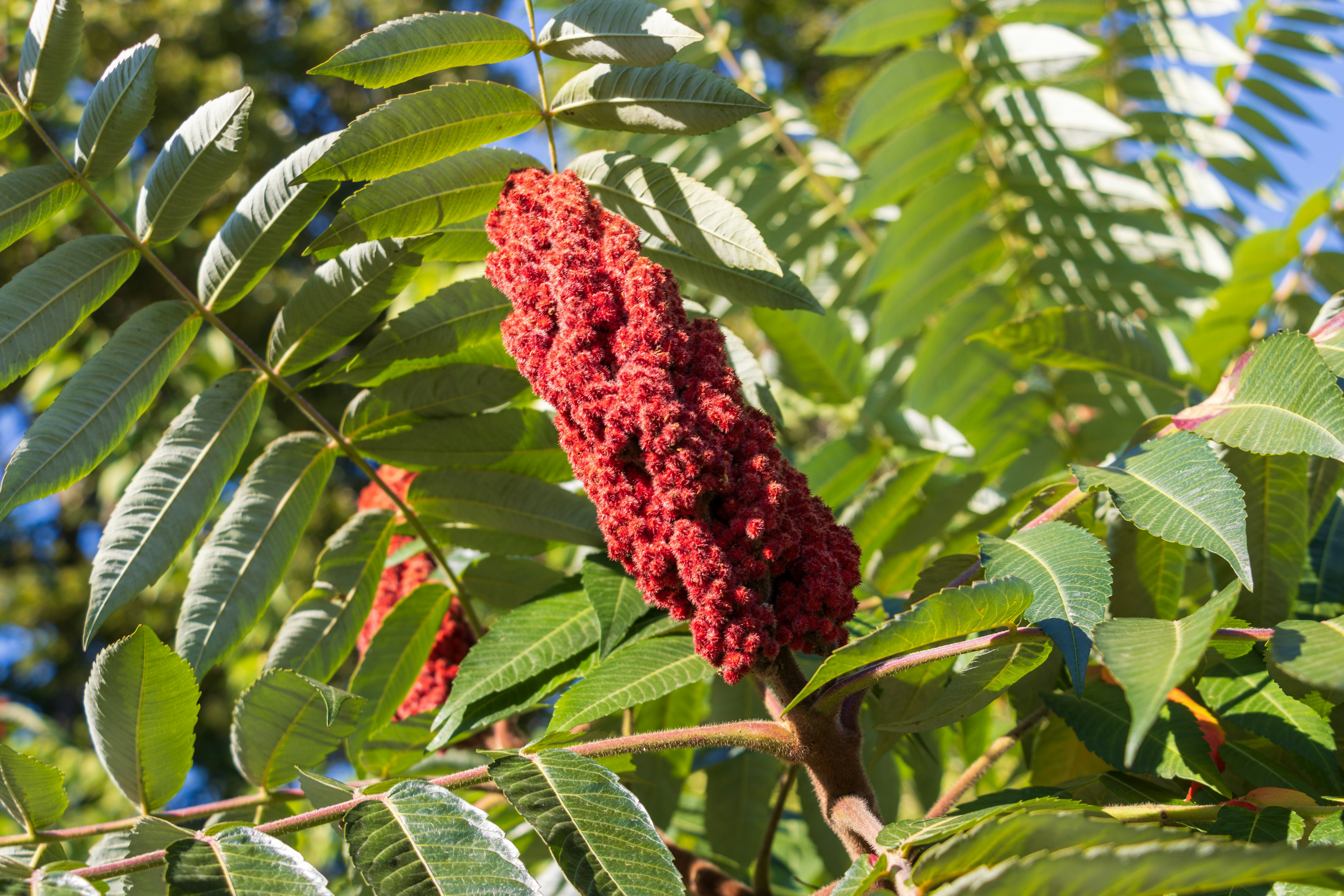 A close up of a tree with red flowers