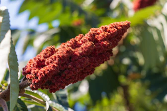 A close up of a tree with red flowers