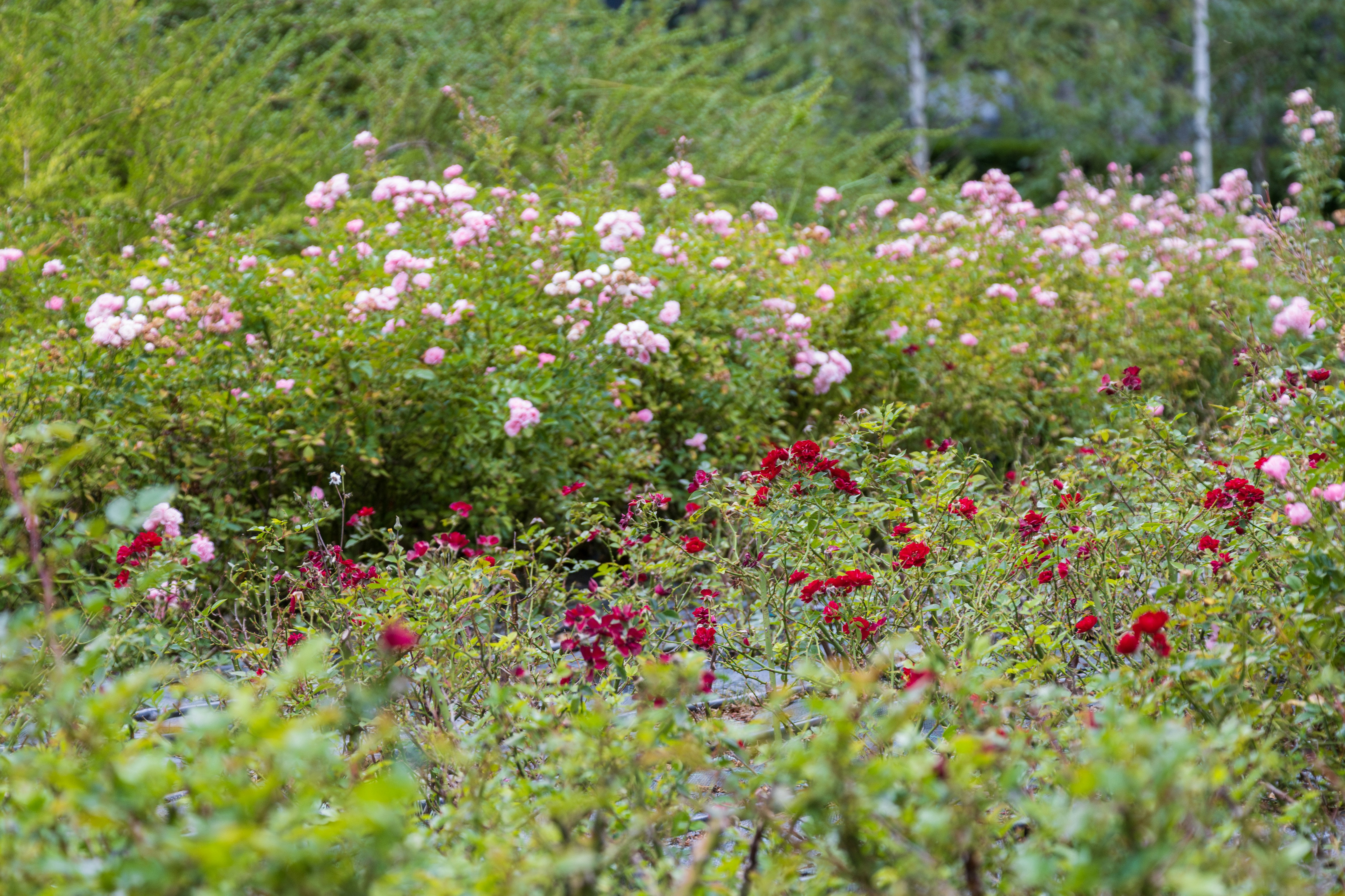 Photo by mechaowlstudios