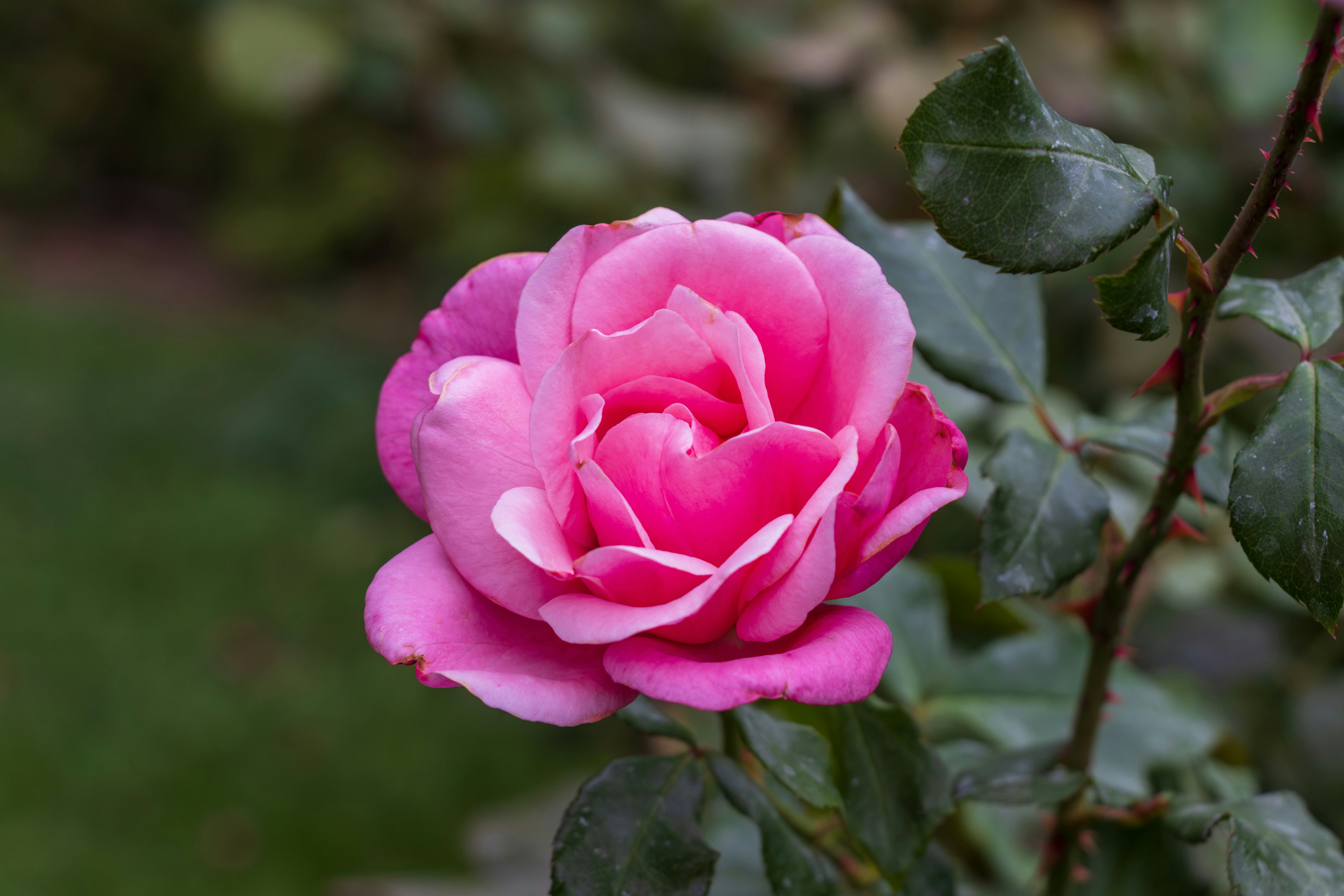 Photo by mechaowlstudios