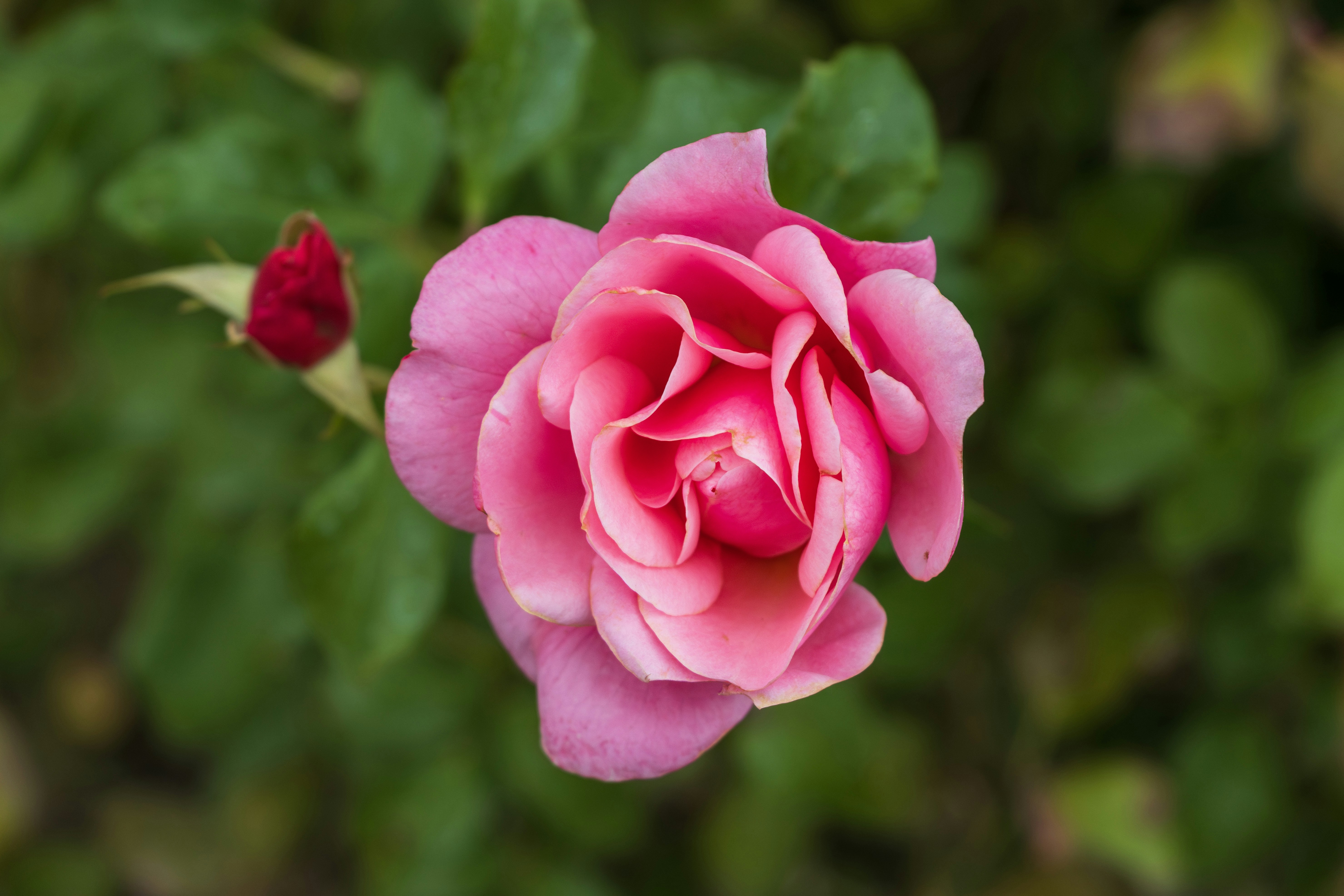 Photo by mechaowlstudios