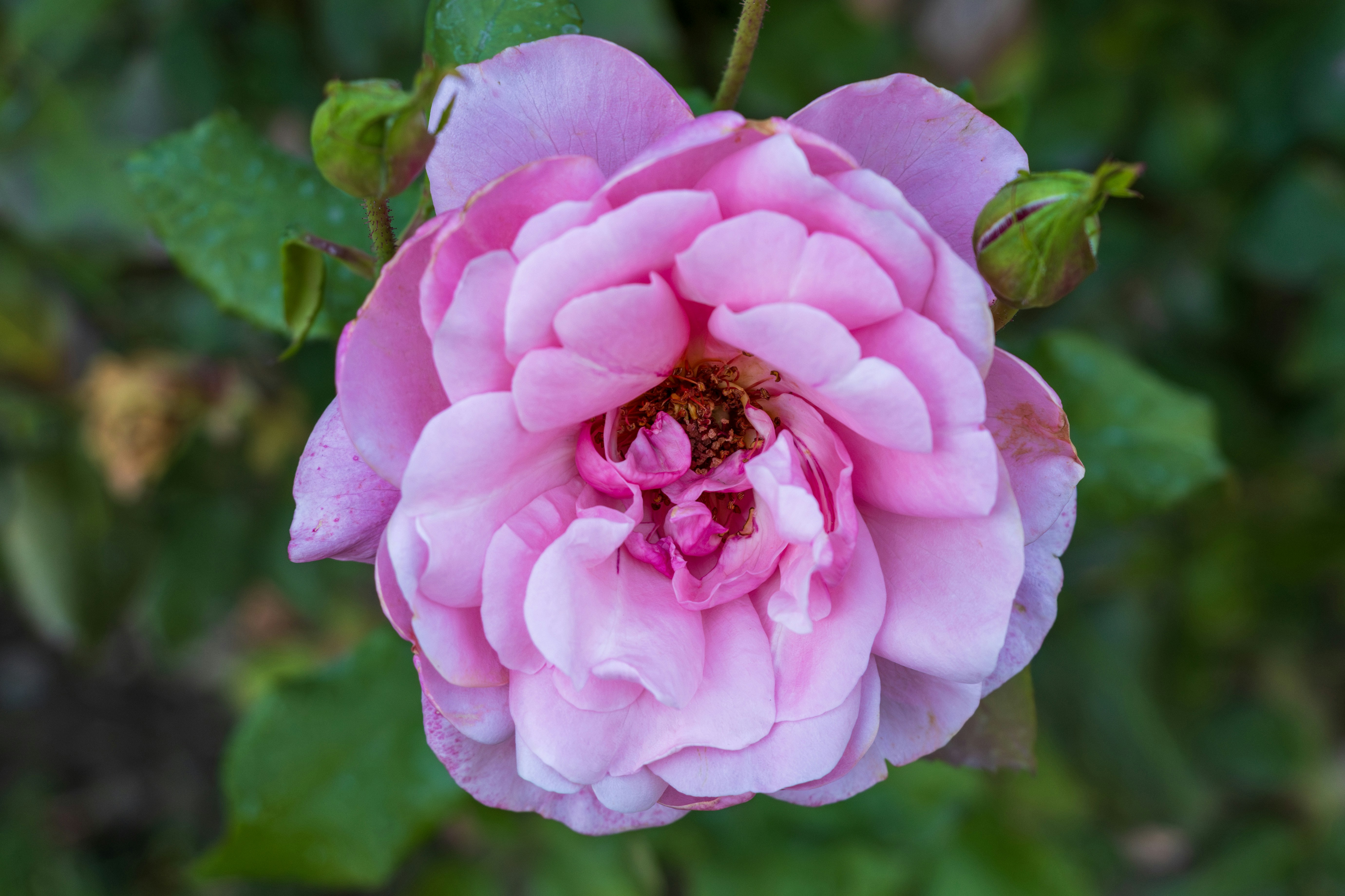 Photo by mechaowlstudios