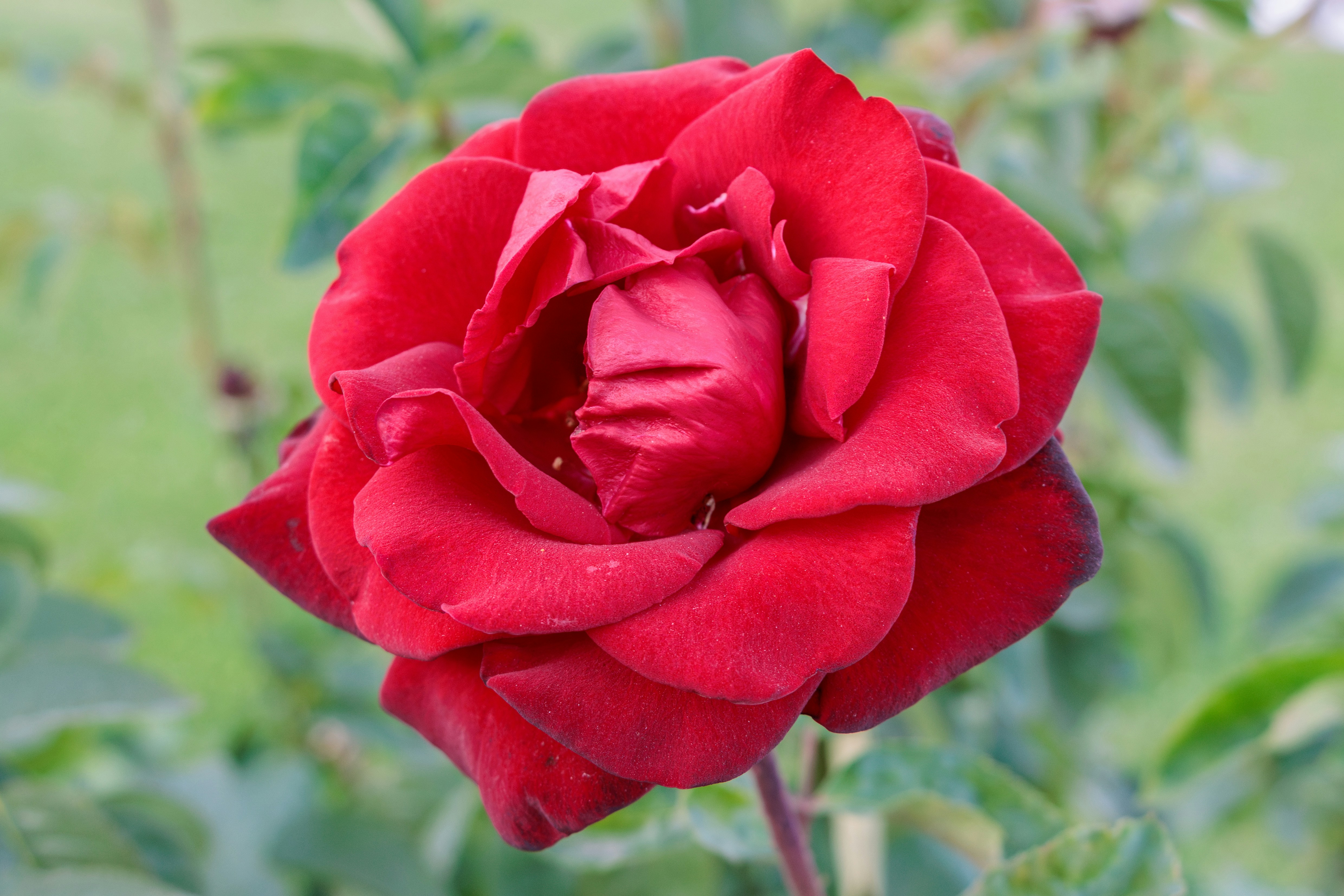 Photo by mechaowlstudios