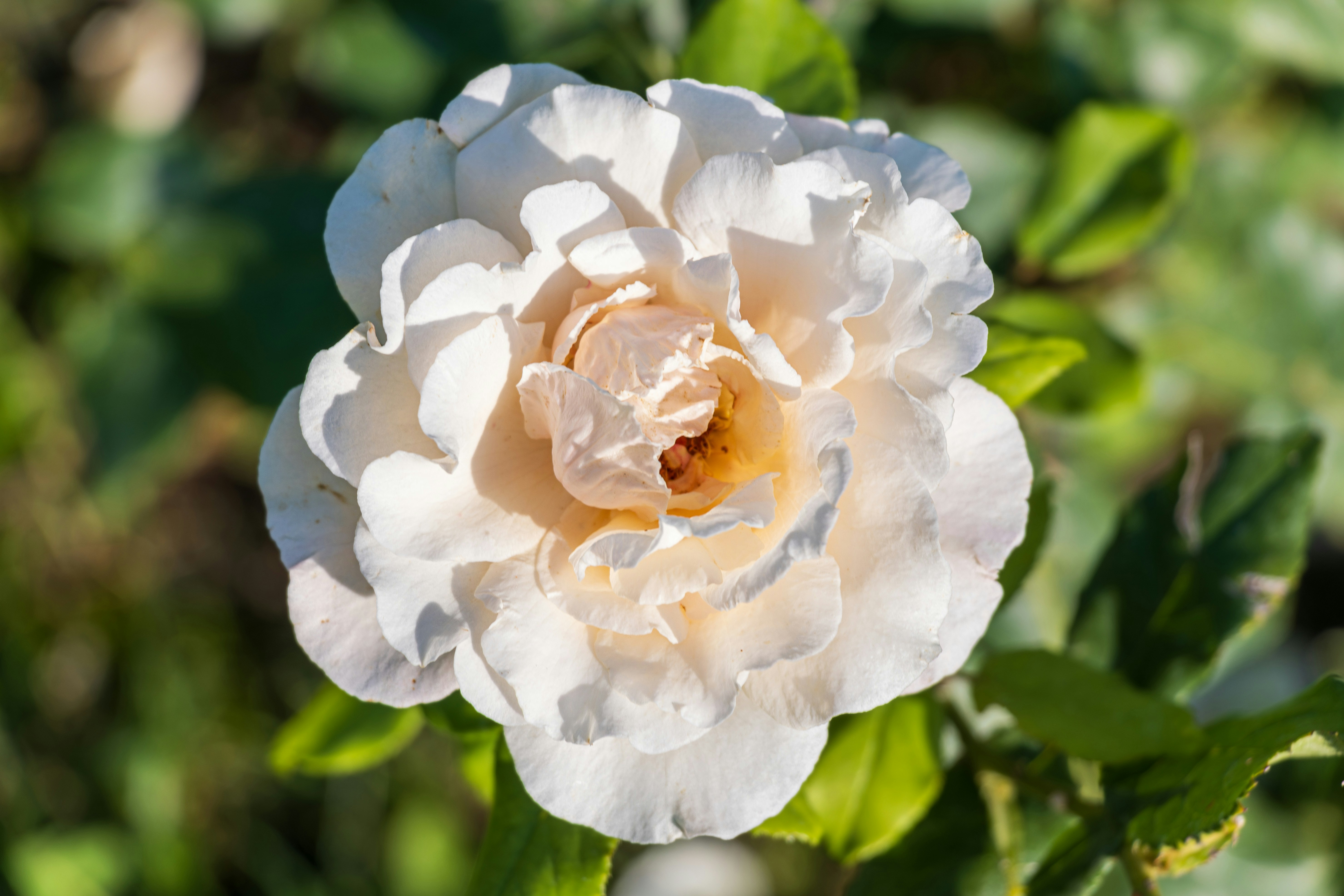 Photo by mechaowlstudios