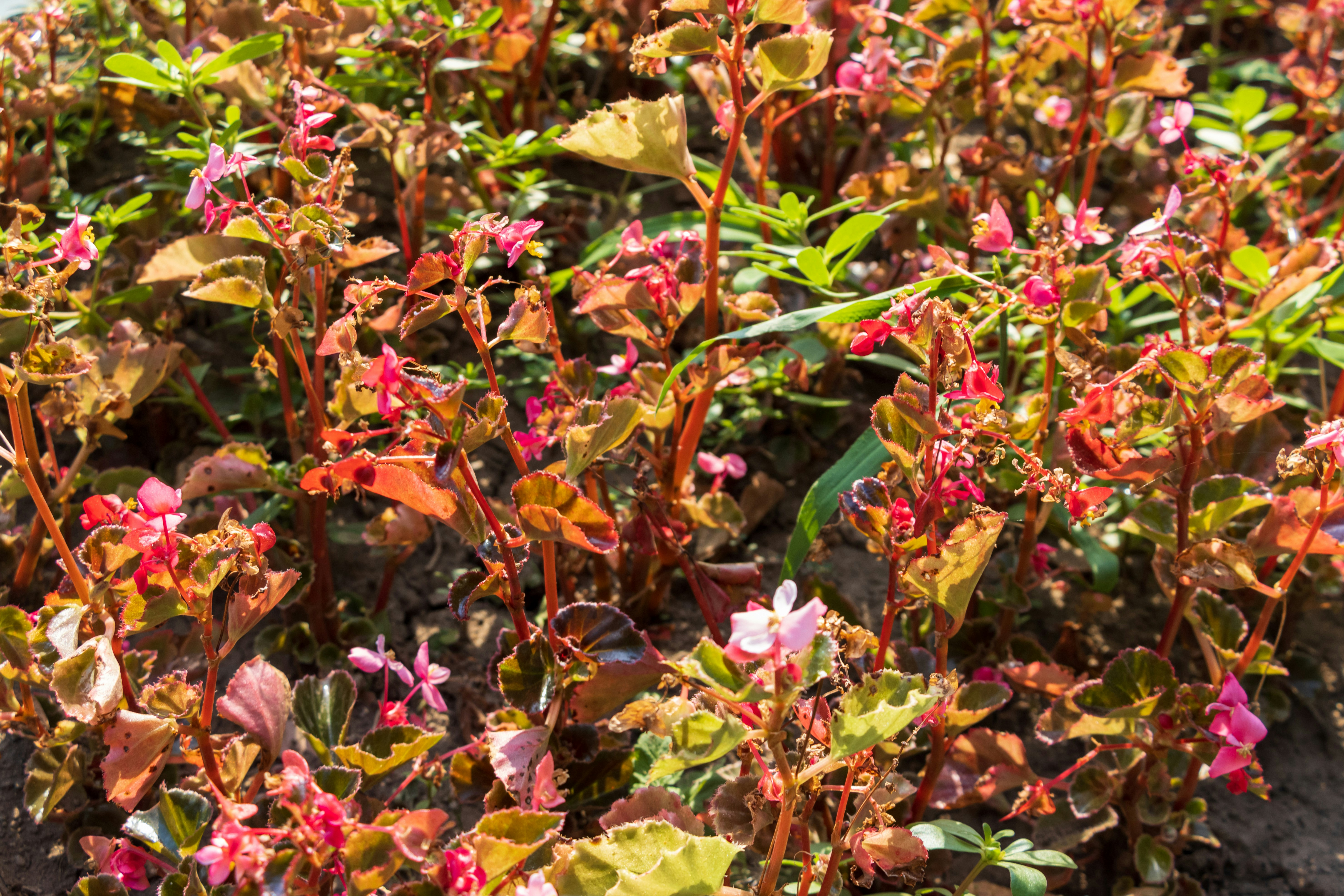 Photo by mechaowlstudios