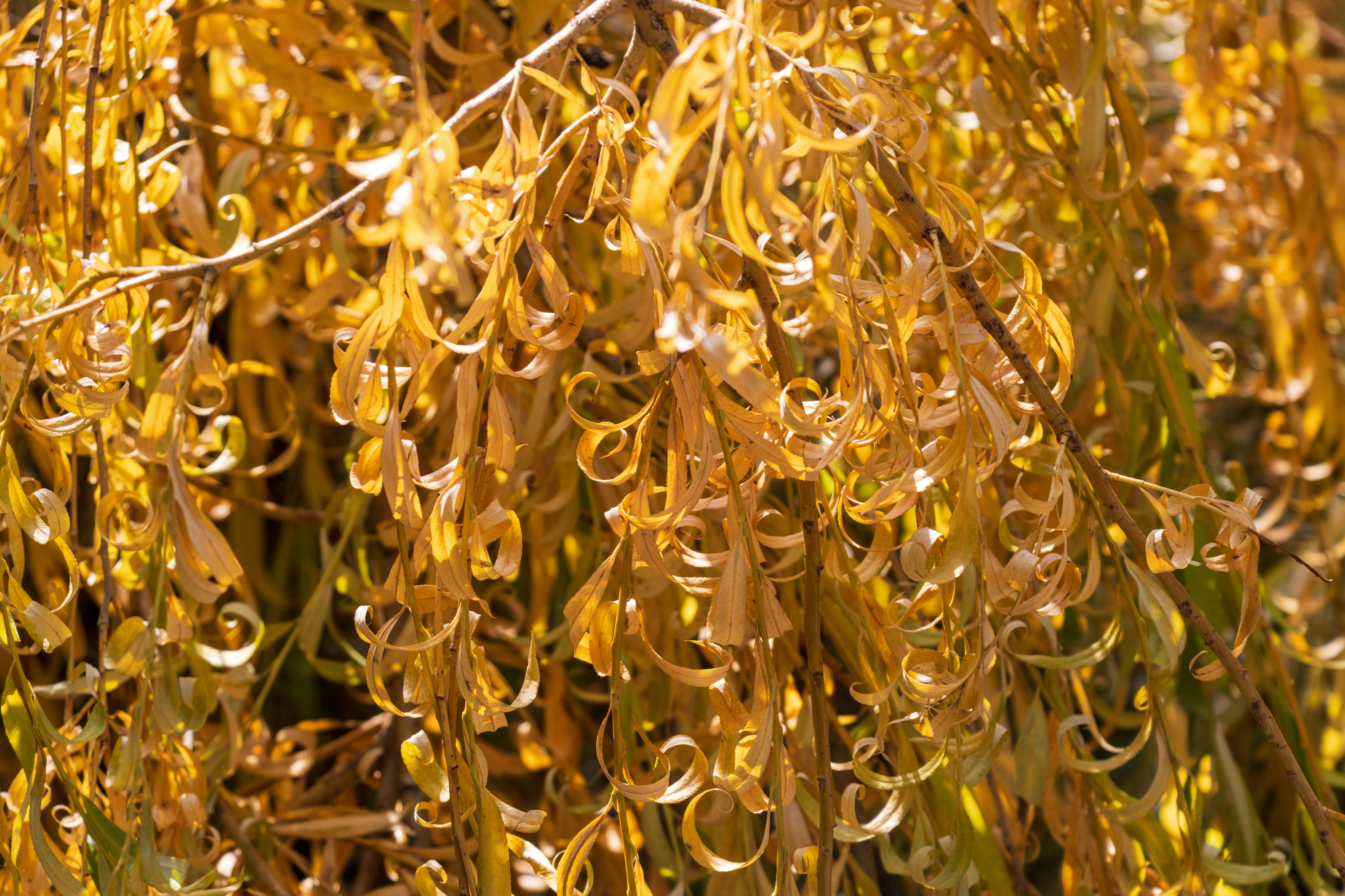 Photo by mechaowlstudios