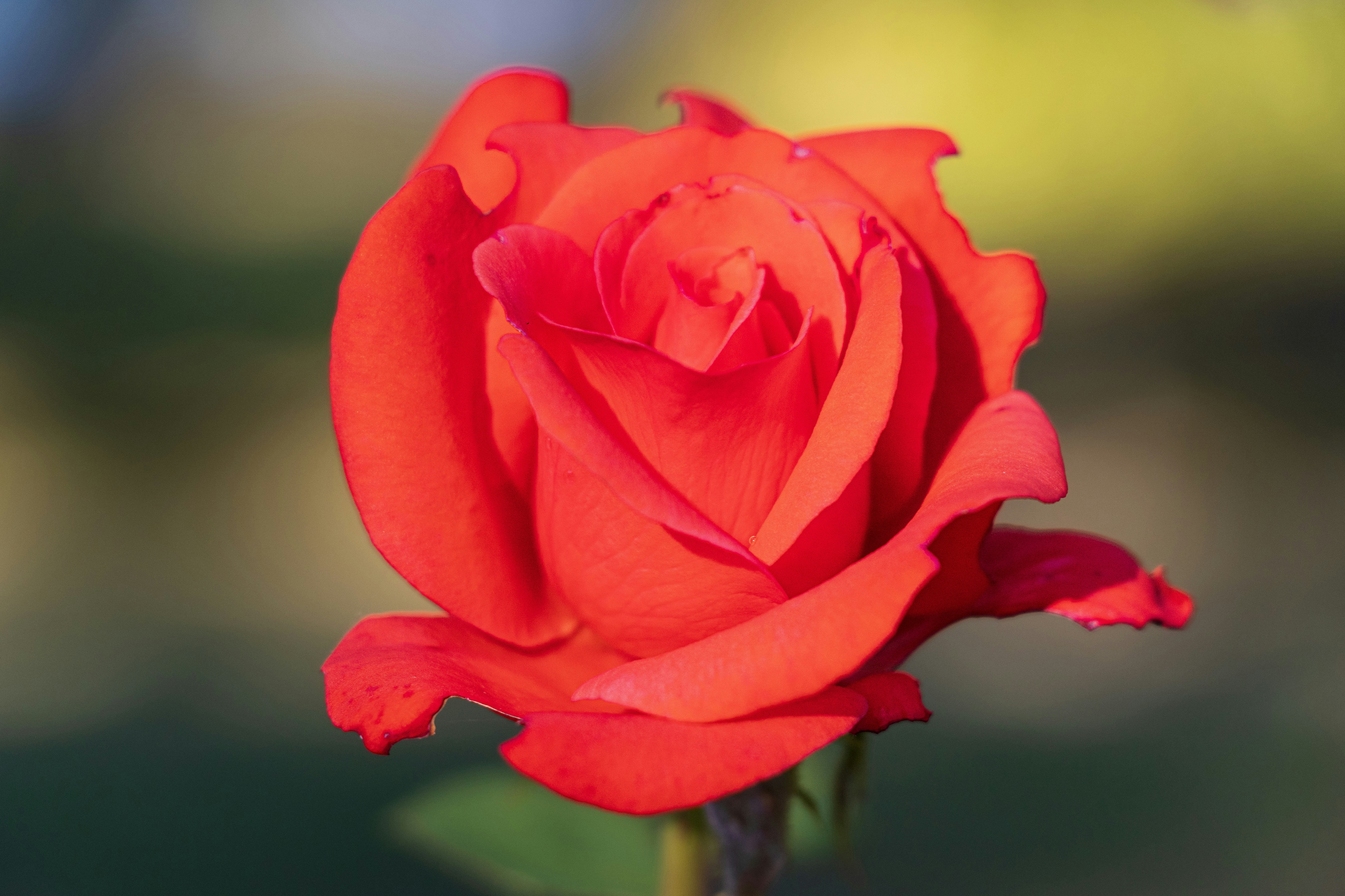 Photo by mechaowlstudios