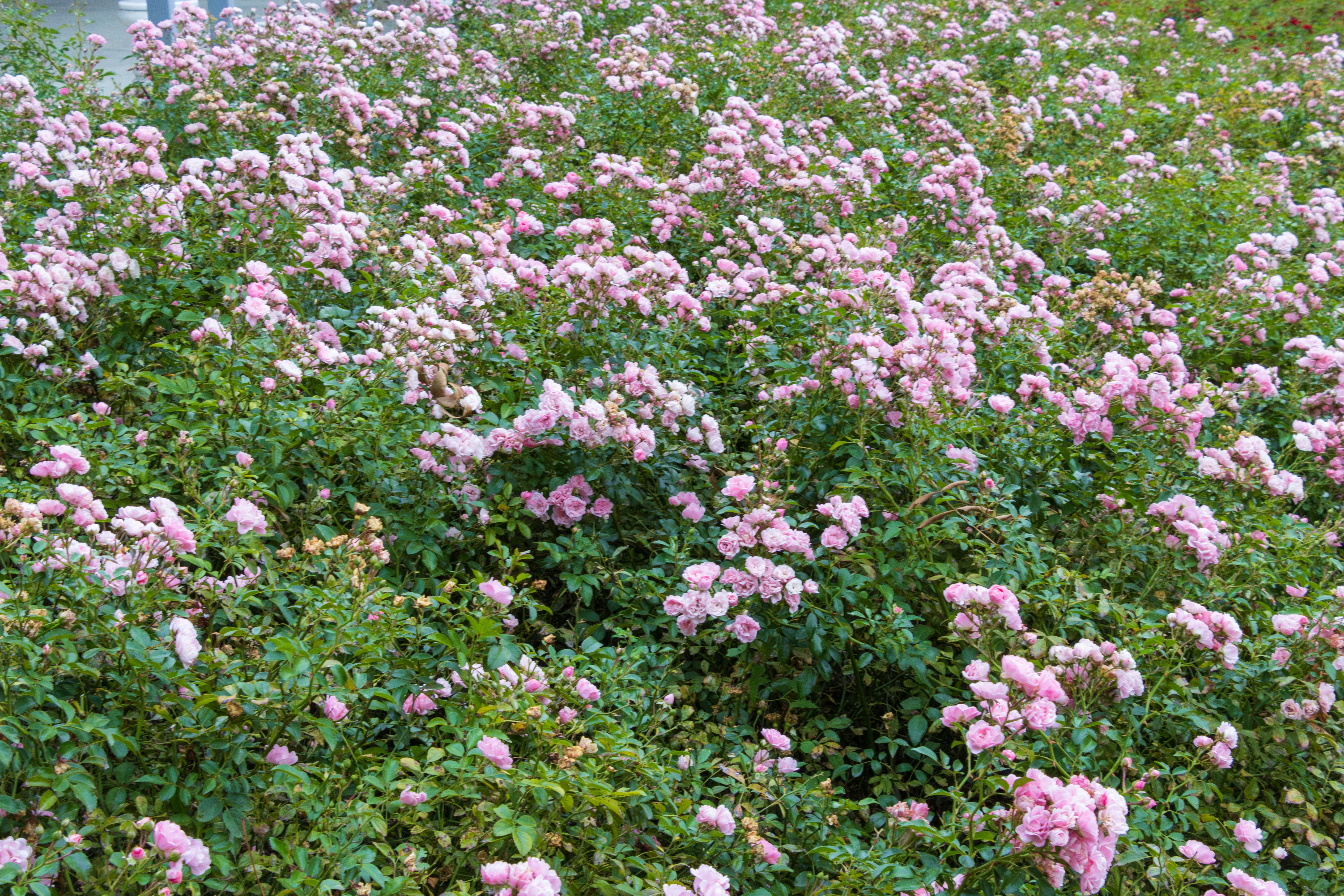 Photo by mechaowlstudios