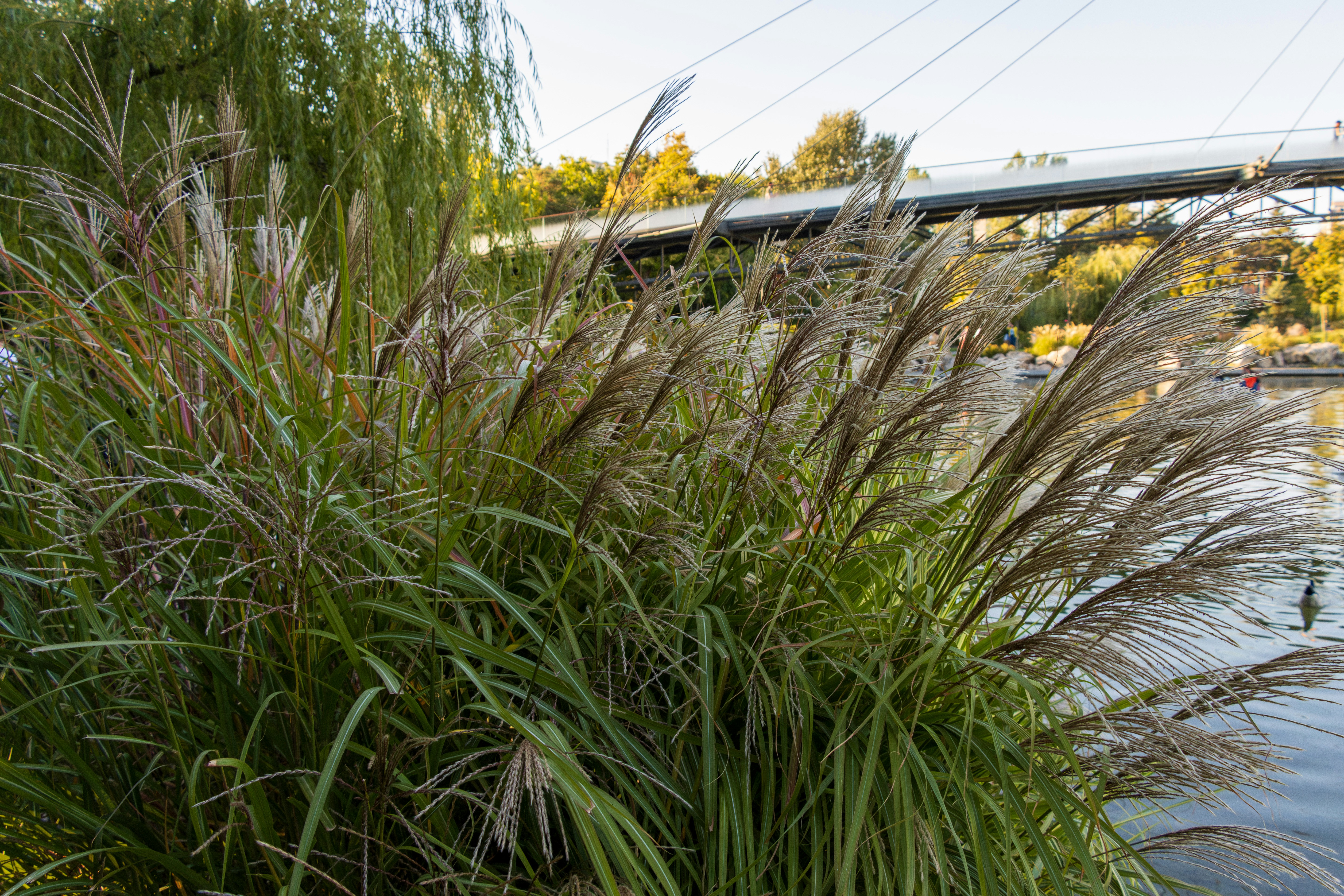 Photo by mechaowlstudios